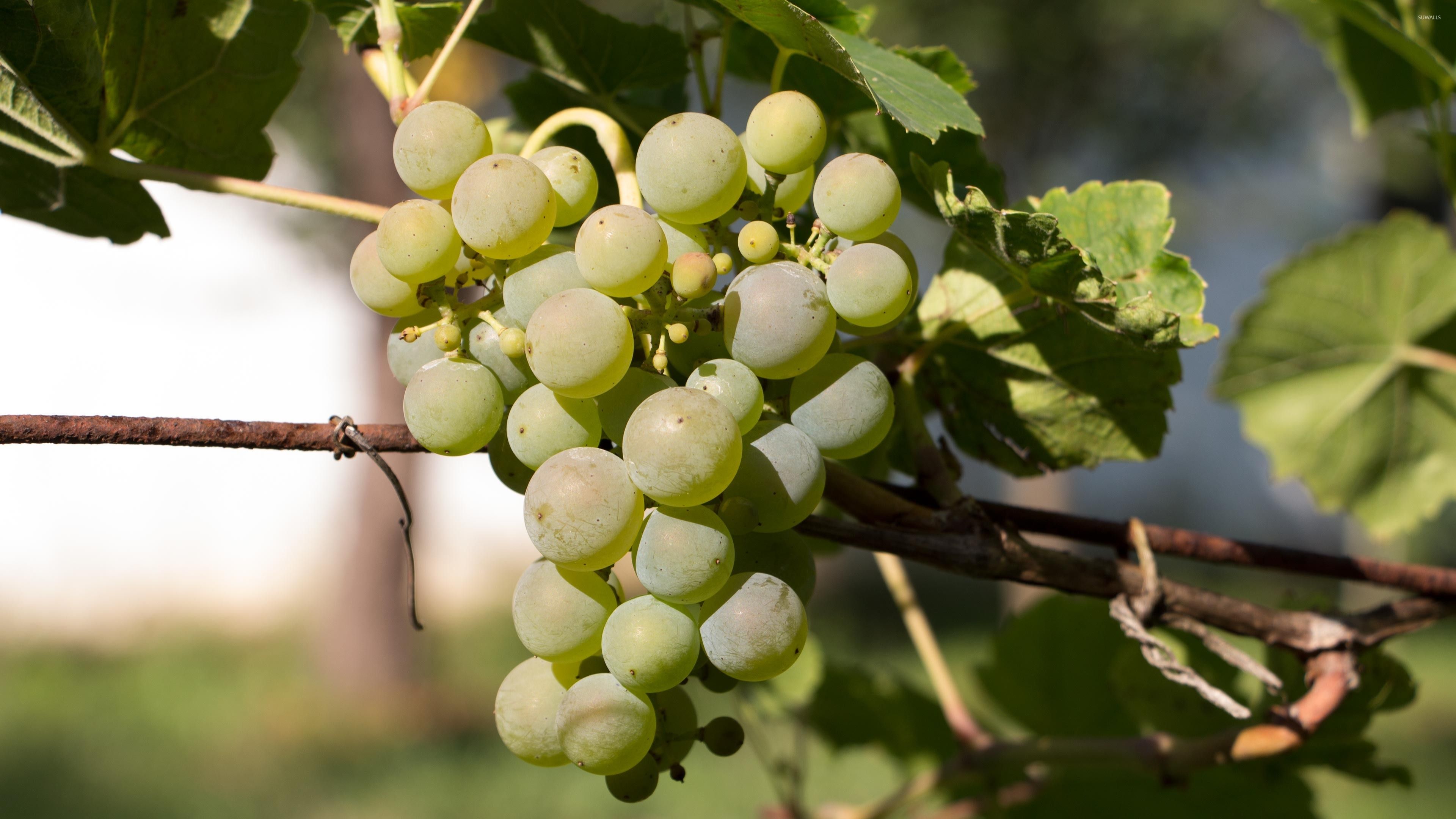 Grappoli d'uva nera in cesto, 1920x1200 Full HD+ WUXGA, Laptop