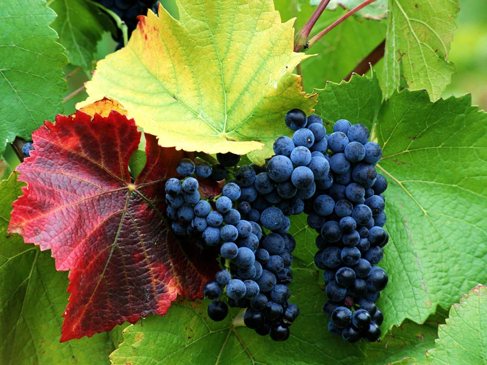 Uva nera su vite autunnale, 2560x1440 QHD, Laptop