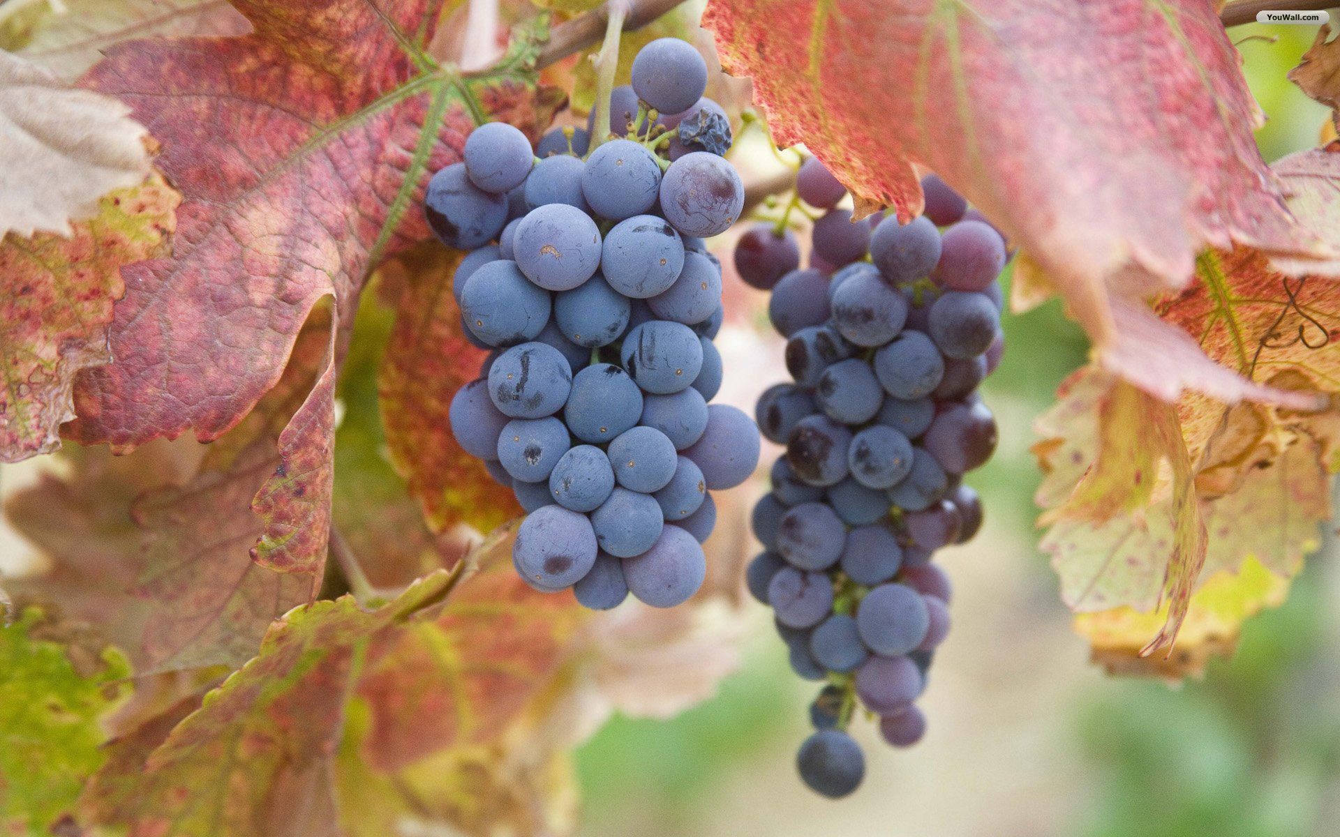 Grappoli d'uva nera con foglie, 1600x1200 HD Ready, Desktop