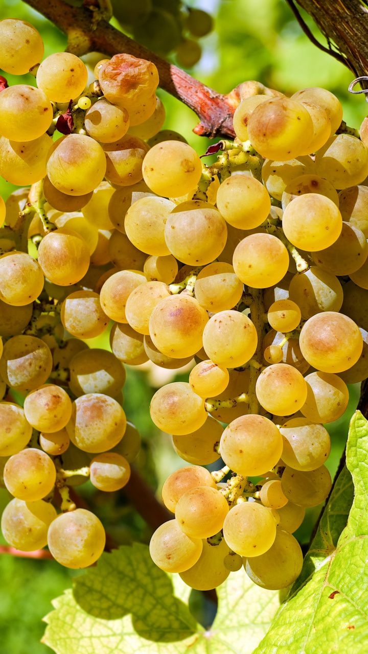 Grappoli d'uva viola su vite, 1920x1200 Full HD+, PC