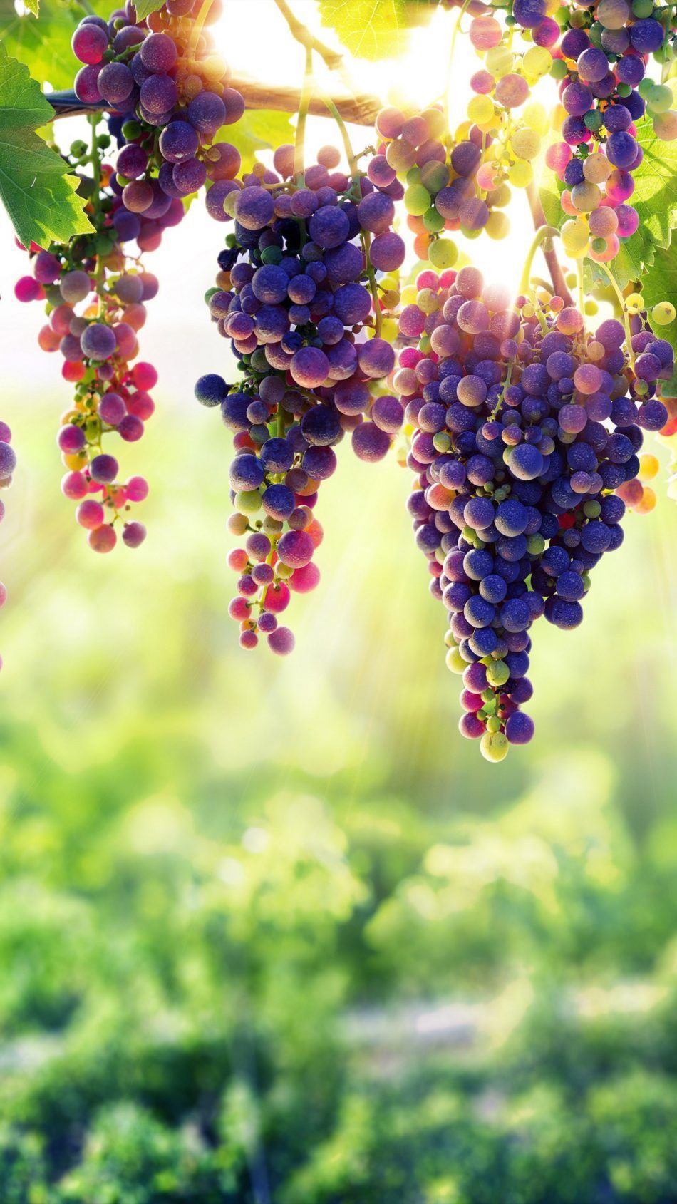 Grappolo d'uva viola, 1280x800 HD, Desktop