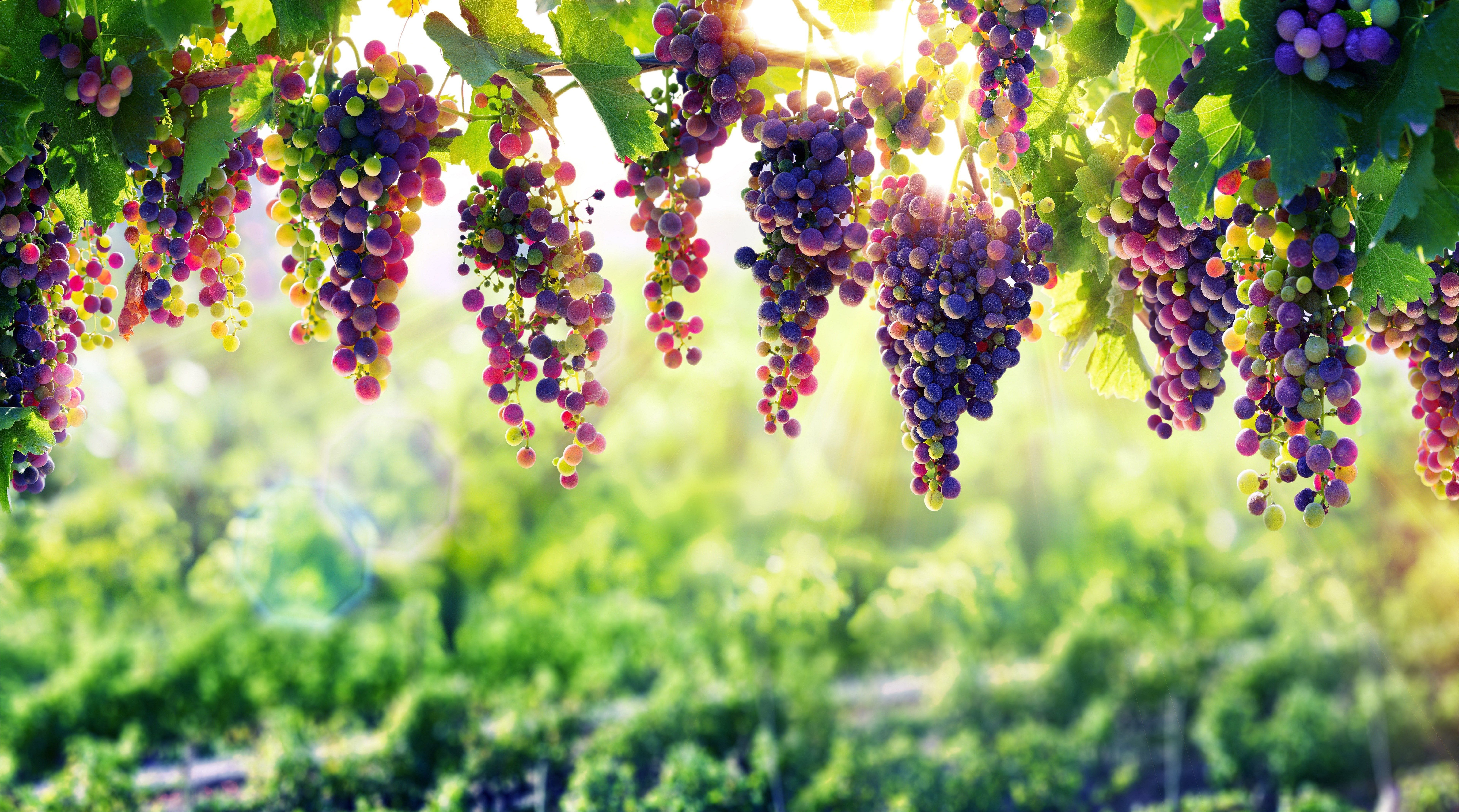 Grappoli d'uva su vite, 950x1689 Full HD Verticale, Smartphone
