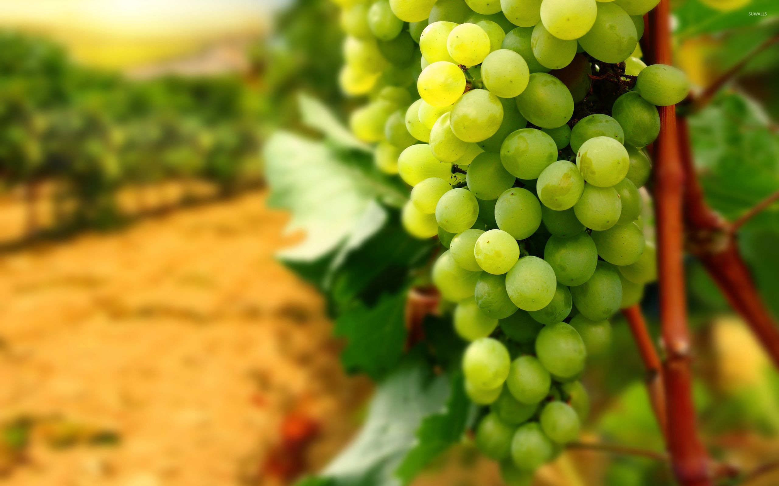 Grappoli d'uva in vigneto, 7680x4277 4K Ultra HD, Monitor 4K
