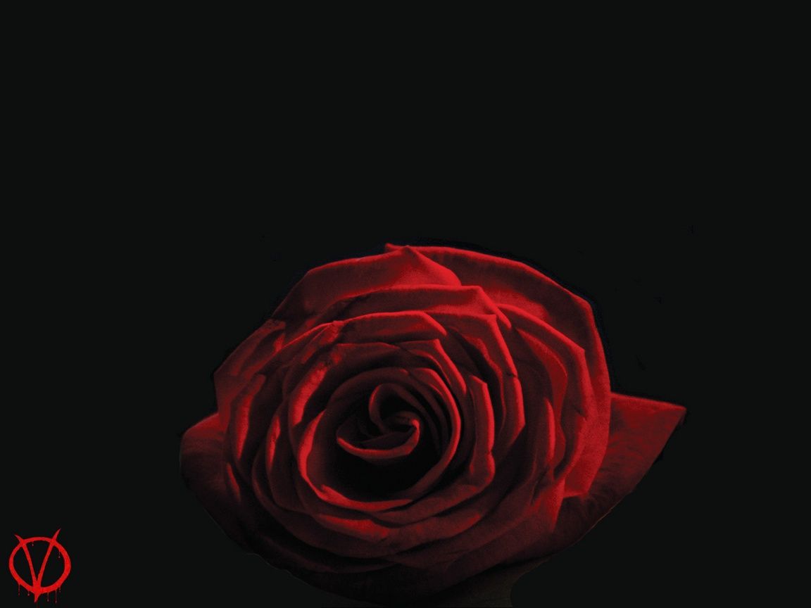 Rosa rossa V per Vendetta, 1152x864 HD, Laptop