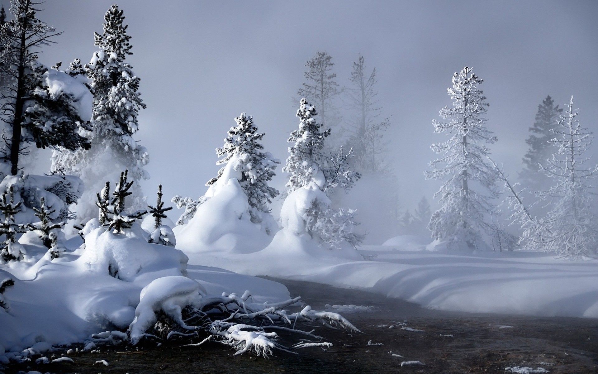 Alberi innevati e nebbia, 1920x1200 WUXGA, Desktop