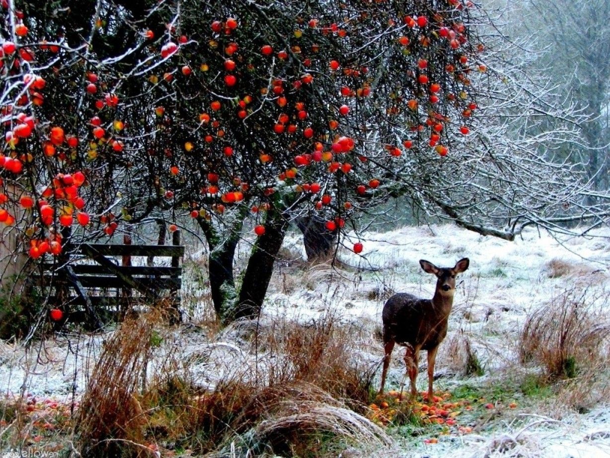Cervo sotto albero cachi invernale, 1228x921 HD, PC