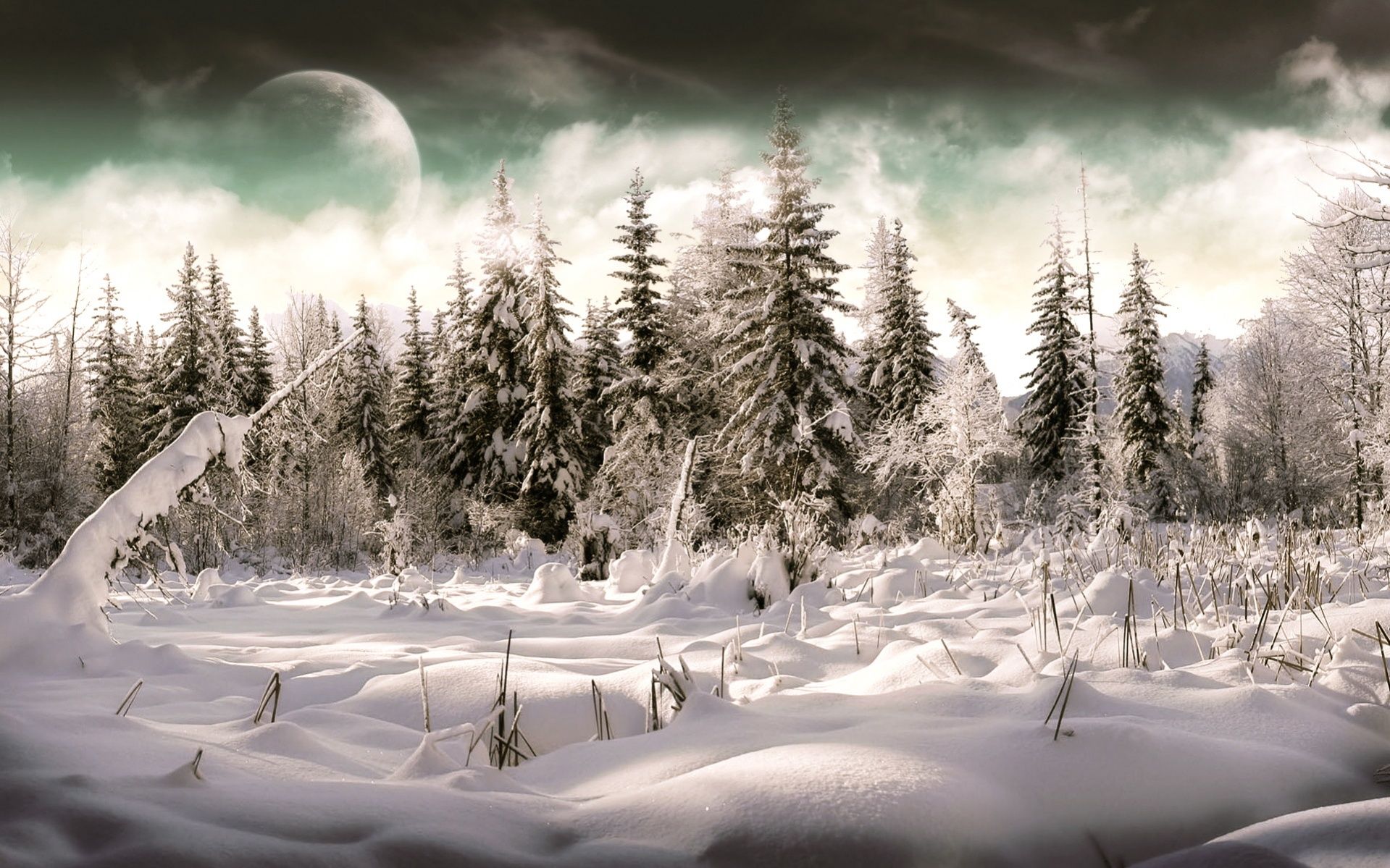 Foresta innevata con luna, 1919x1199 HD, PC