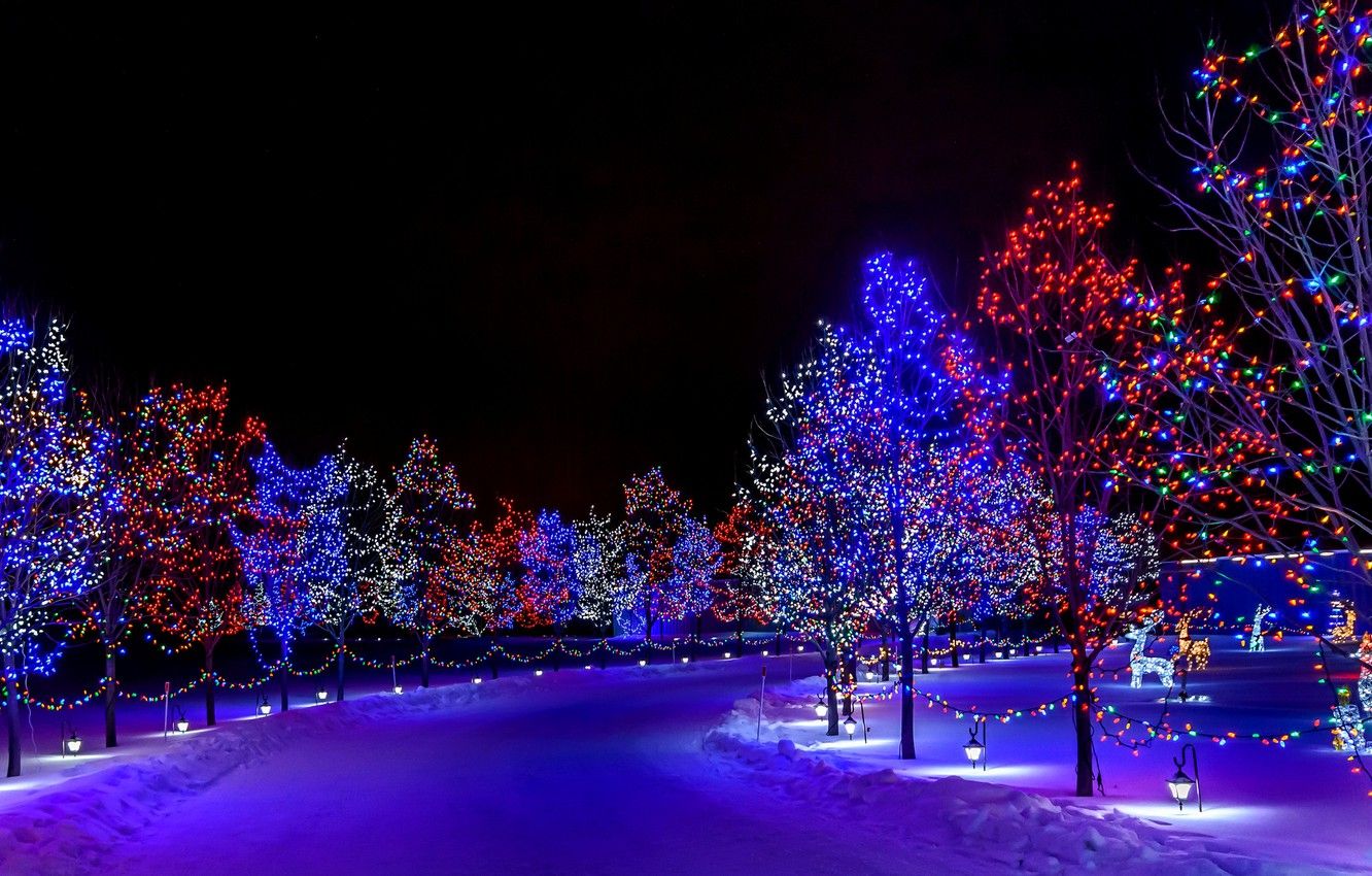 Alberi illuminati luci natalizie notte, 1332x850 HD, Desktop