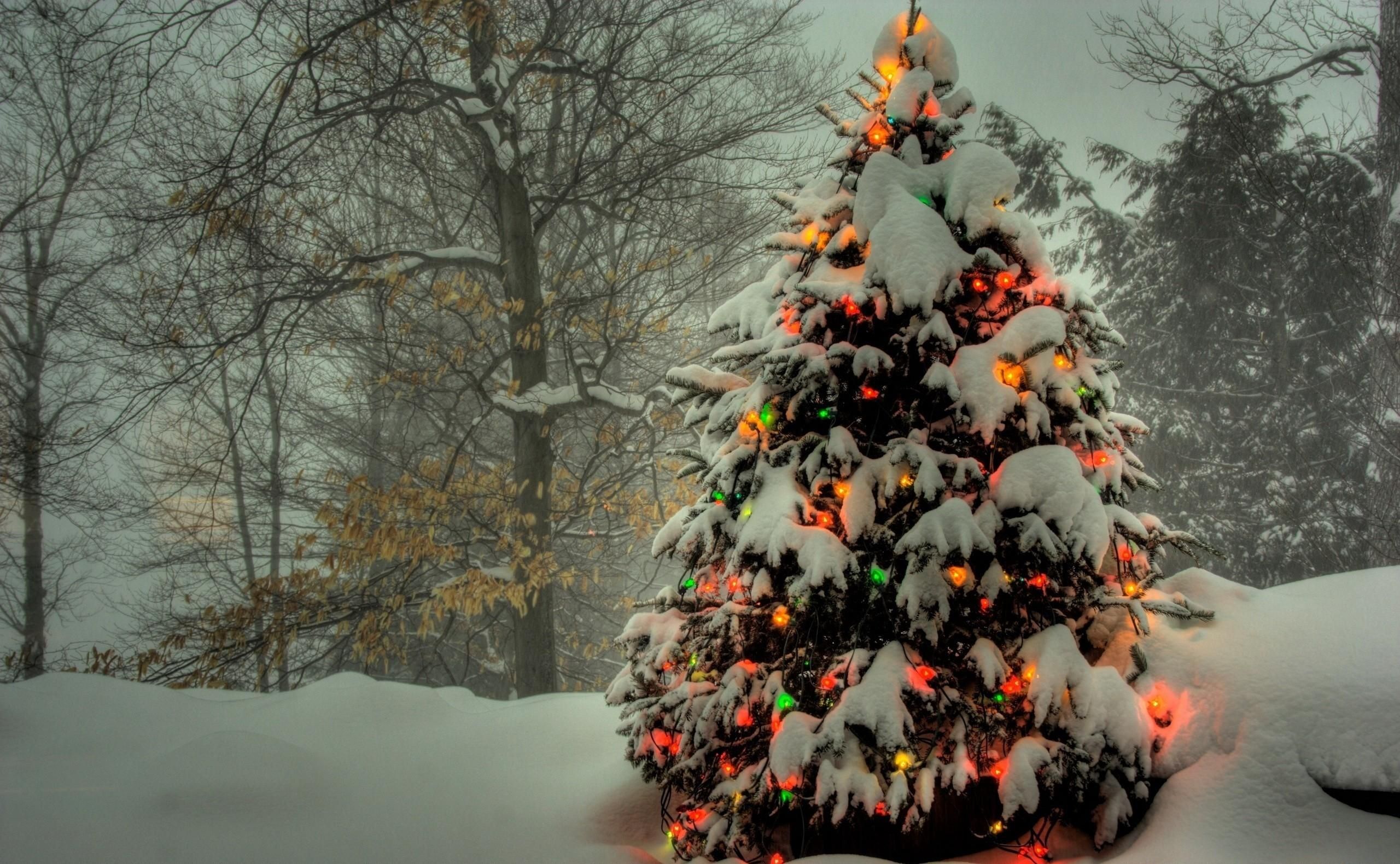 Albero di Natale innevato con luci, 2560x1580 QHD, Monitor Gaming