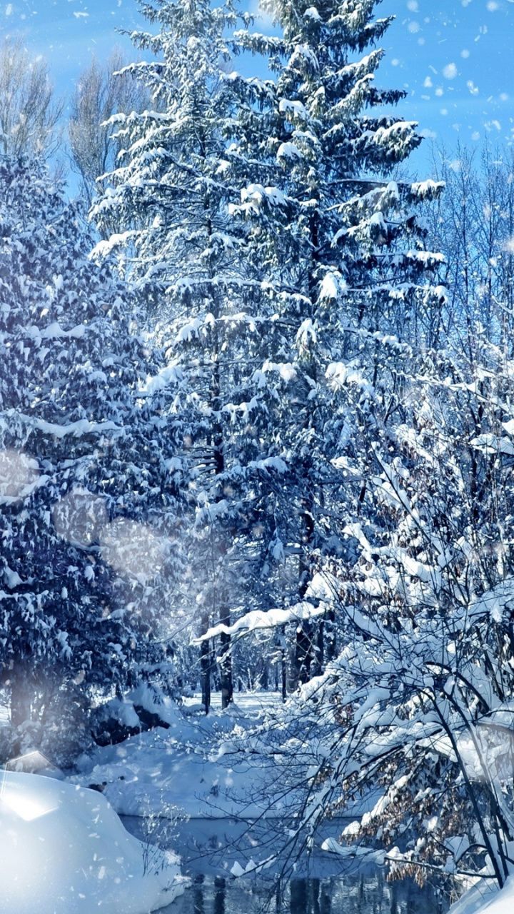 Foresta innevata con abeti, 720x1280 Verticale, Telefono