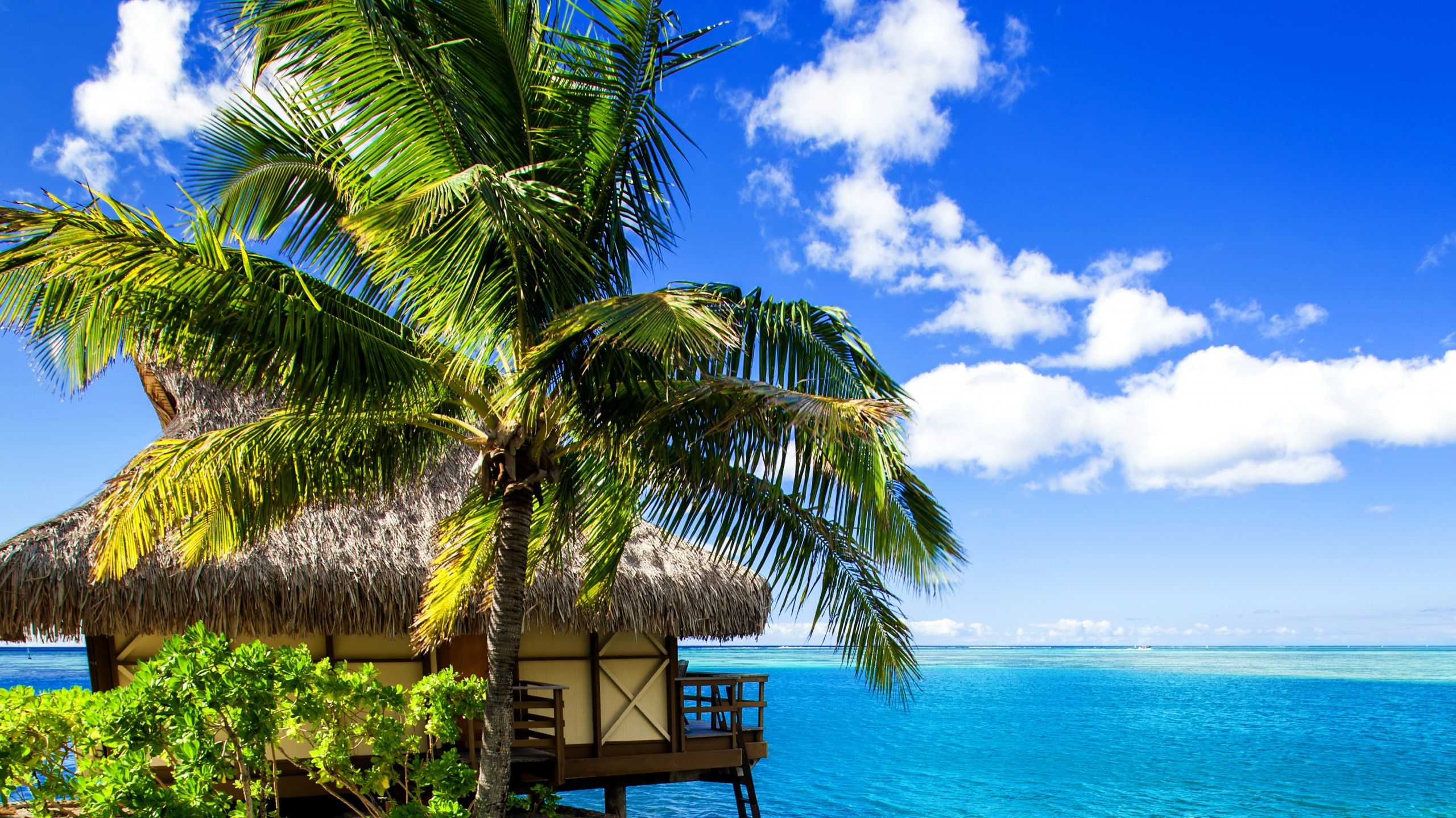 Bungalow tropicale con palma, Maldive, 2560x1440 2K QHD, PC