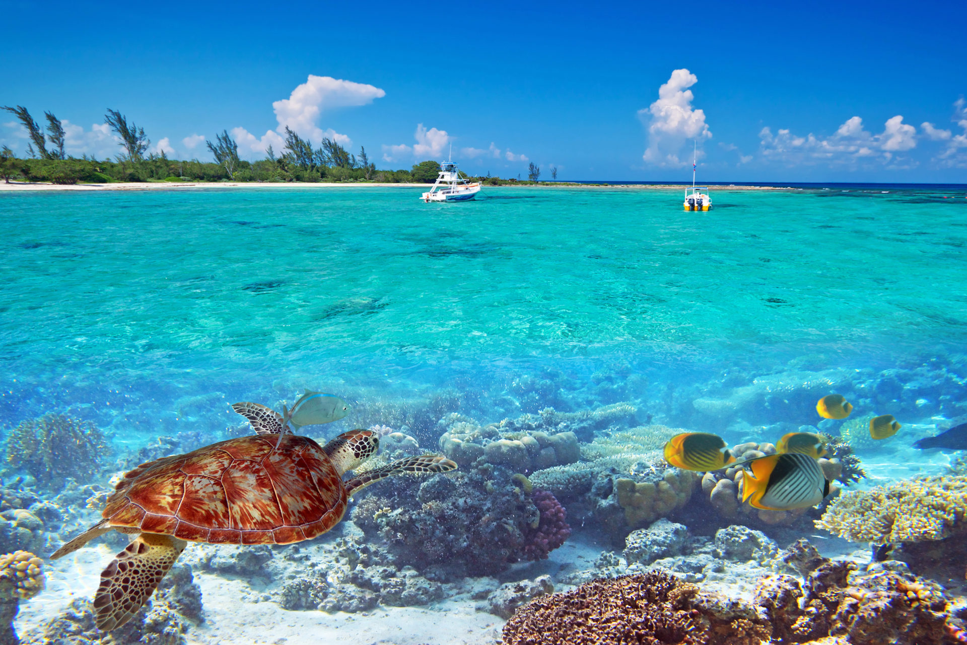 Tartaruga marina spiaggia tropicale, 1920x1280 Full HD+, PC