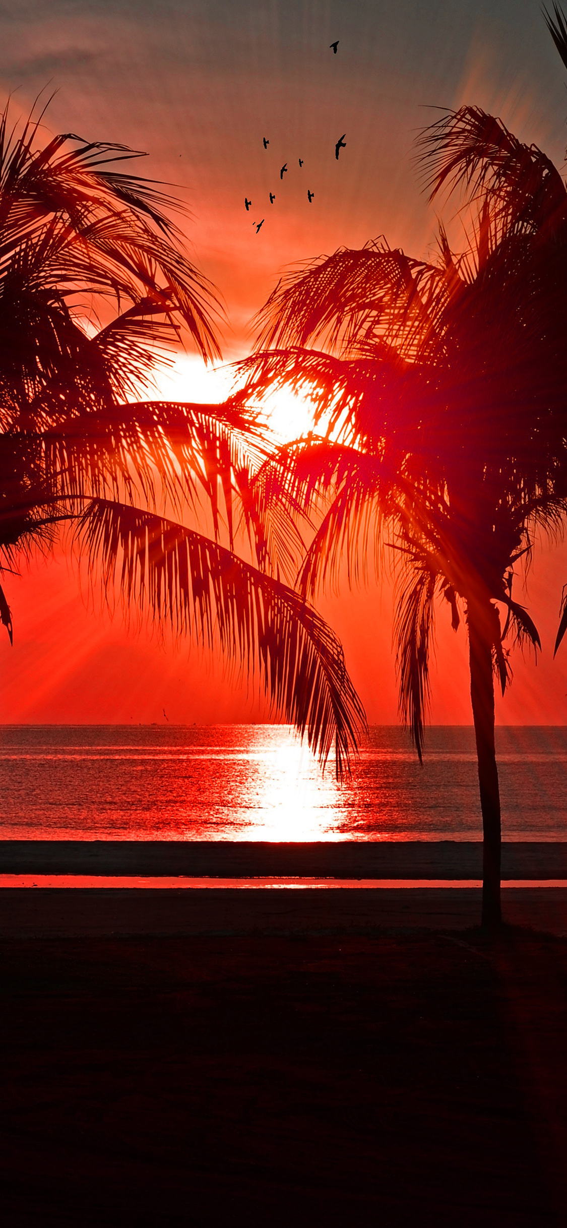 Tramonto spiaggia palme silhouette, 1125x2436 Verticale, Mobile