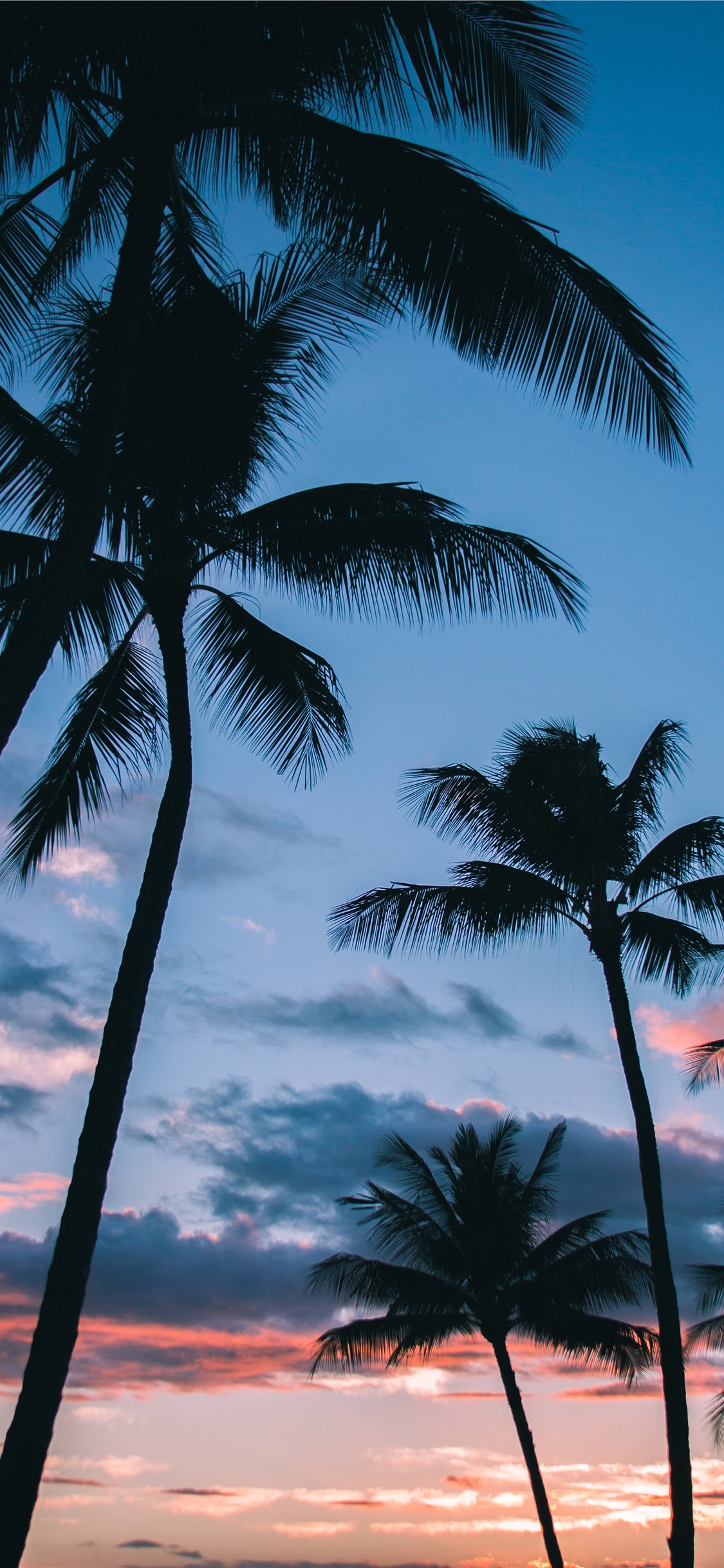 Palme al tramonto, 1125x2436 Full HD Verticale, Smartphone
