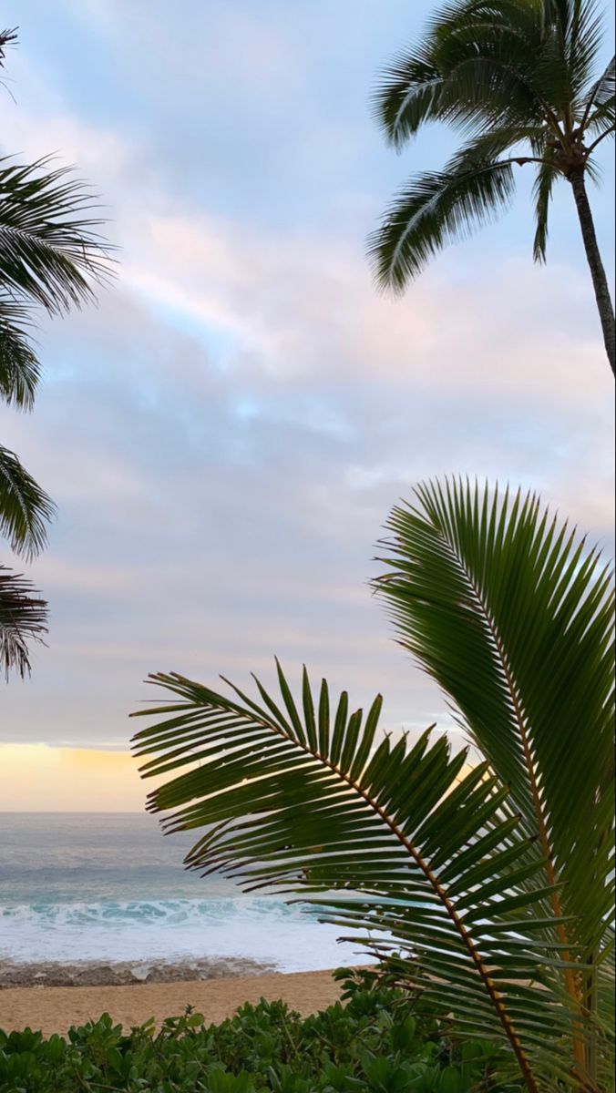 Spiaggia con palme Hawaii, 676x1200 Verticale, Mobile