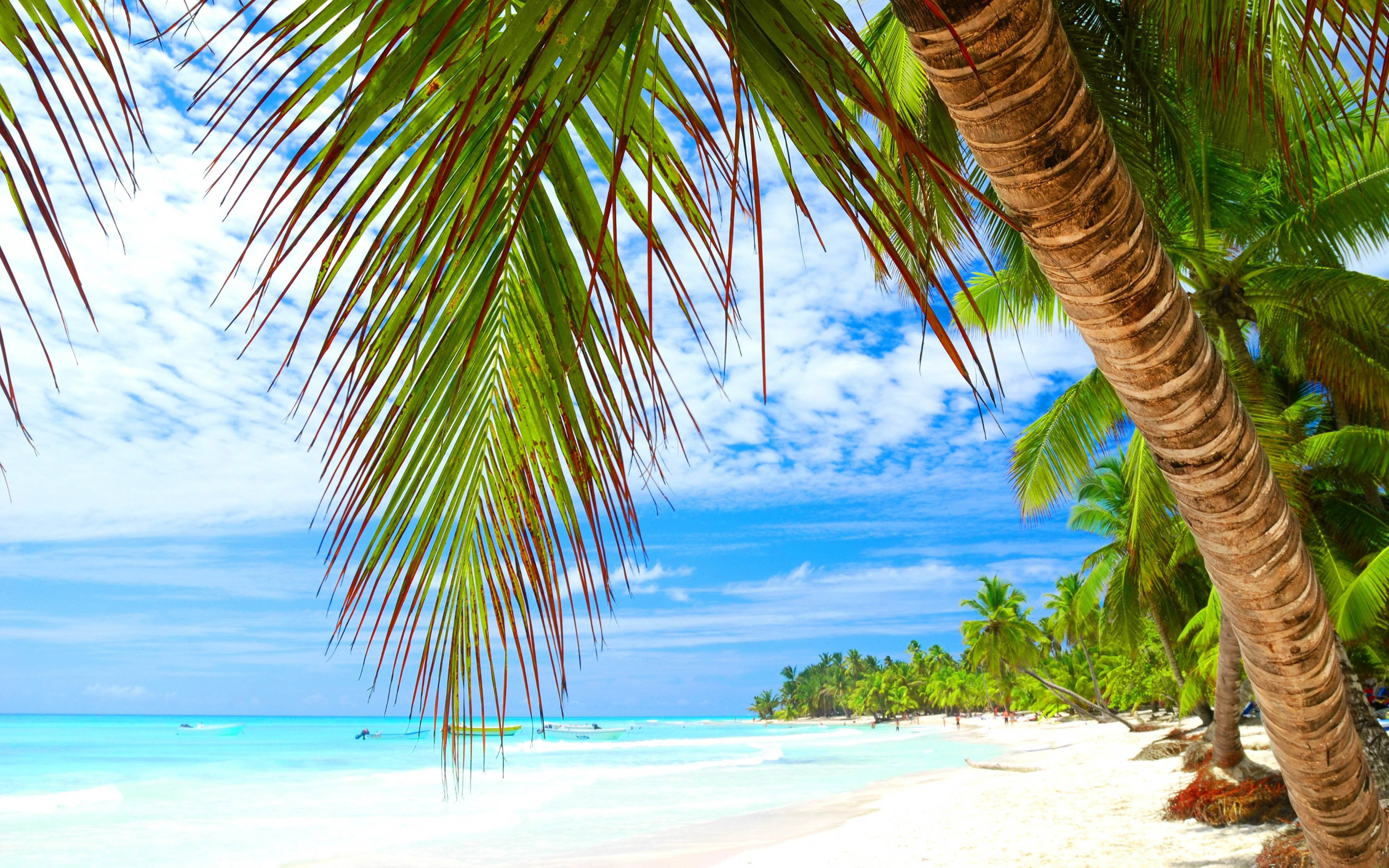 Spiaggia tropicale con palme, 3840x2400 4K Ultra HD, Monitor 4K