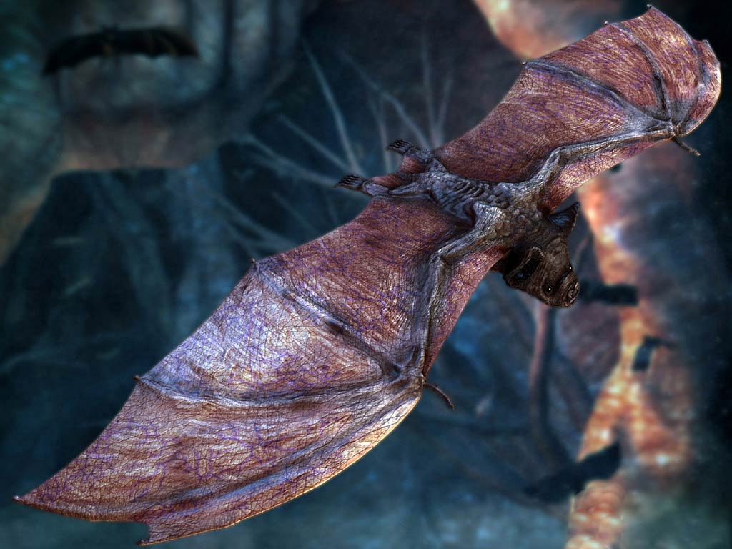 Pipistrello vampiro in volo, 1024x768 HD, Laptop
