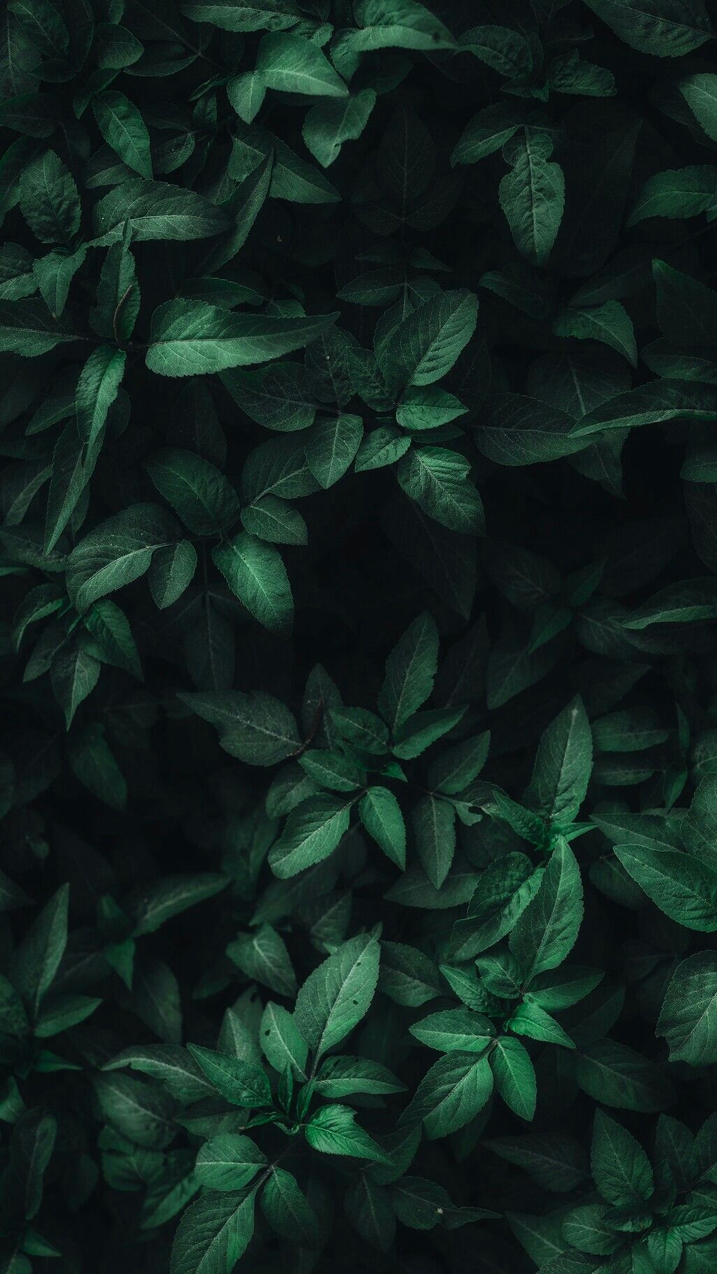Foglie verde scuro, 1026x1824 Verticale, Mobile