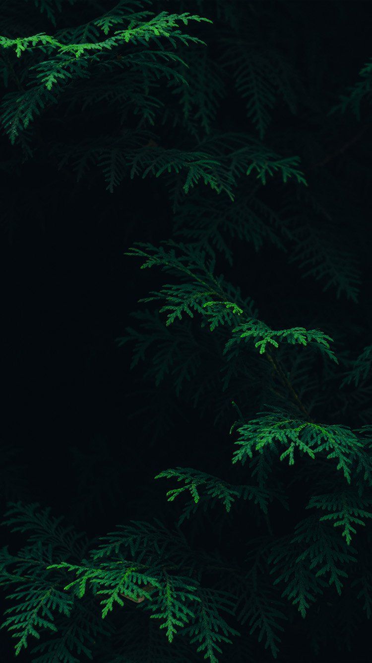 Rami di conifera verde scuro, 750x1334 Full HD Verticale, iPhone