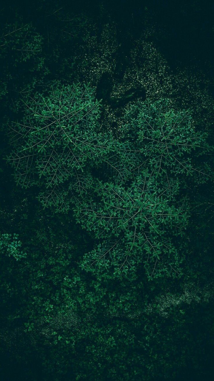 Fogliame verde scuro texture, 736x1308 Full HD Verticale, Google Pixel