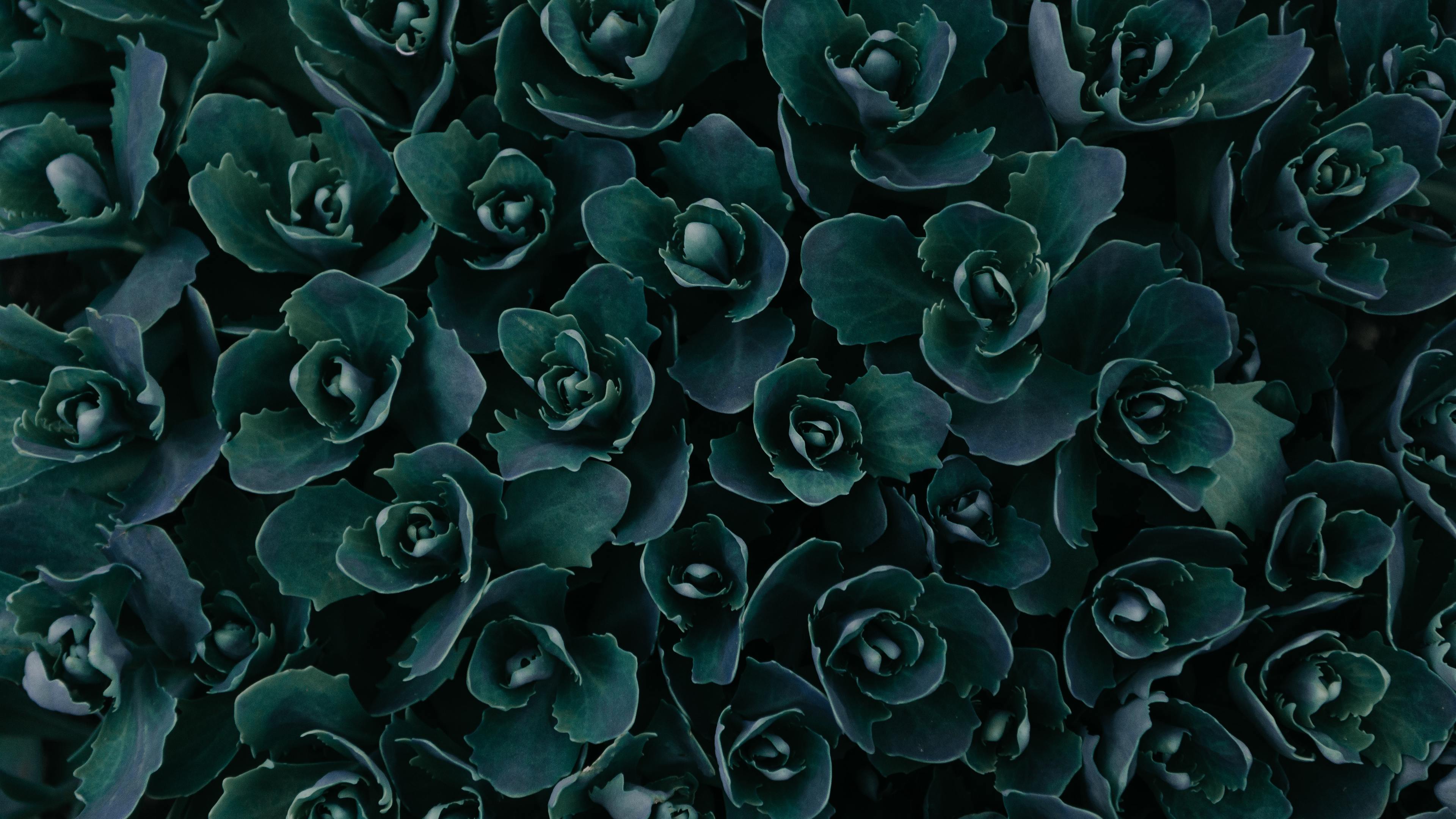 Piante succulente verde scuro, 3840x2160 Ultra HD, 4K TV