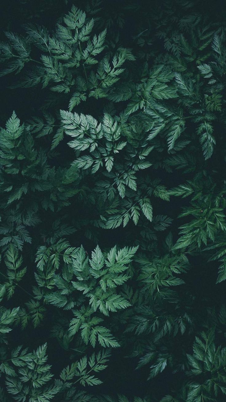 foglie di felce verde scuro, 736x1308 Verticale, Telefono