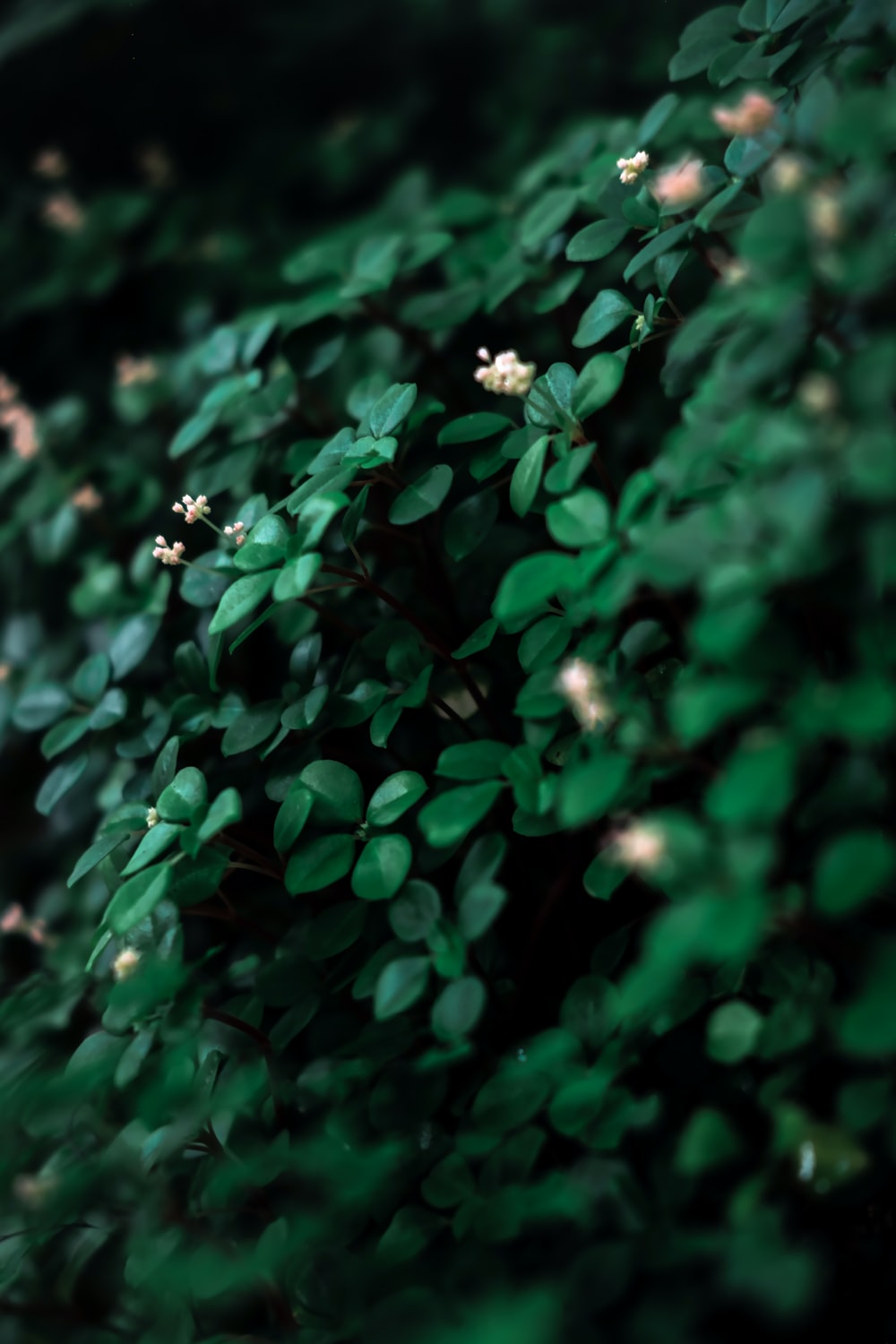 Foglie verdi con piccoli fiori bianchi, 1000x1500 Full HD Verticale, iPhone