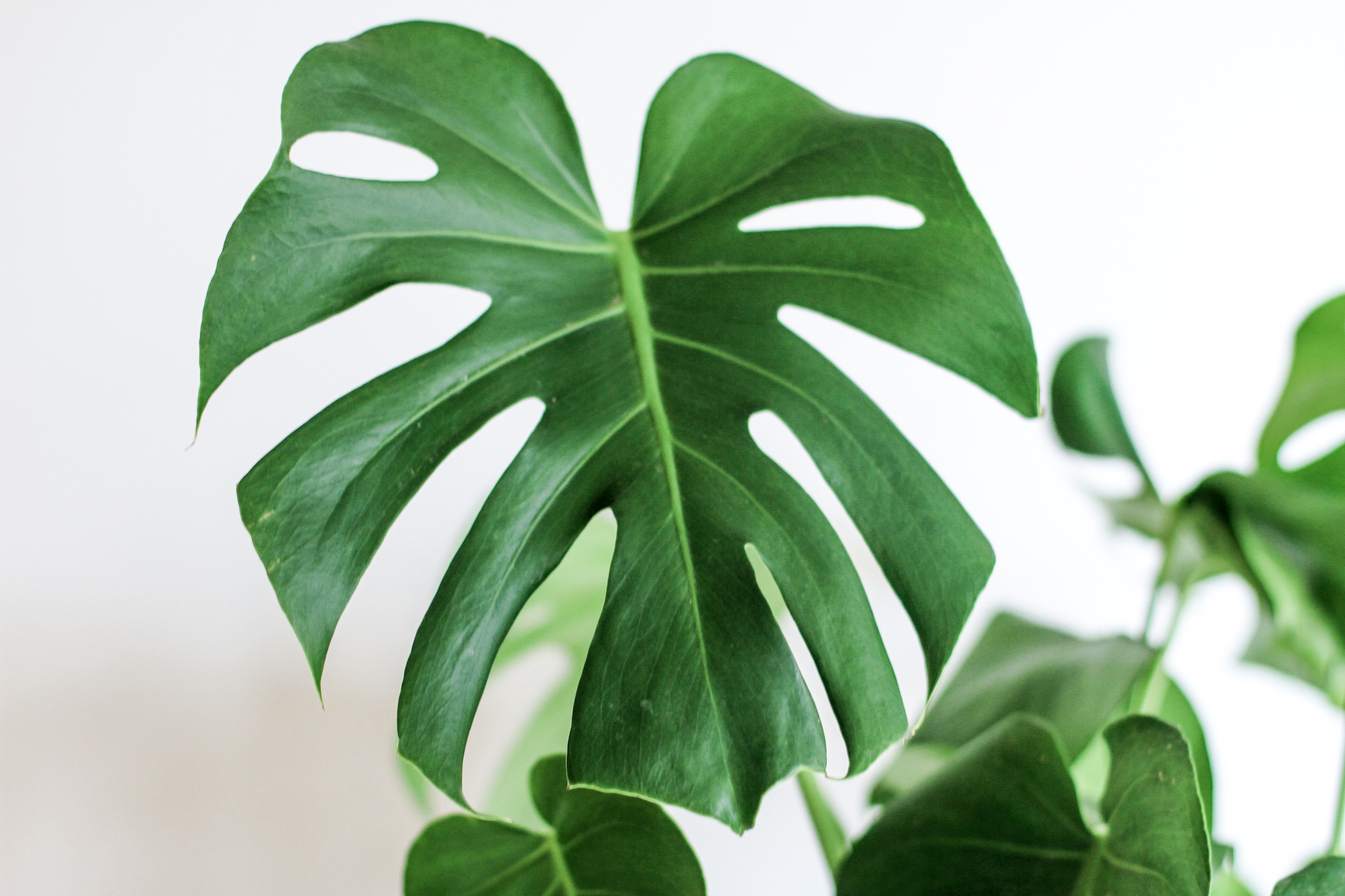 Foglia di monstera verde, 5184x3456 4K, Desktop 4K