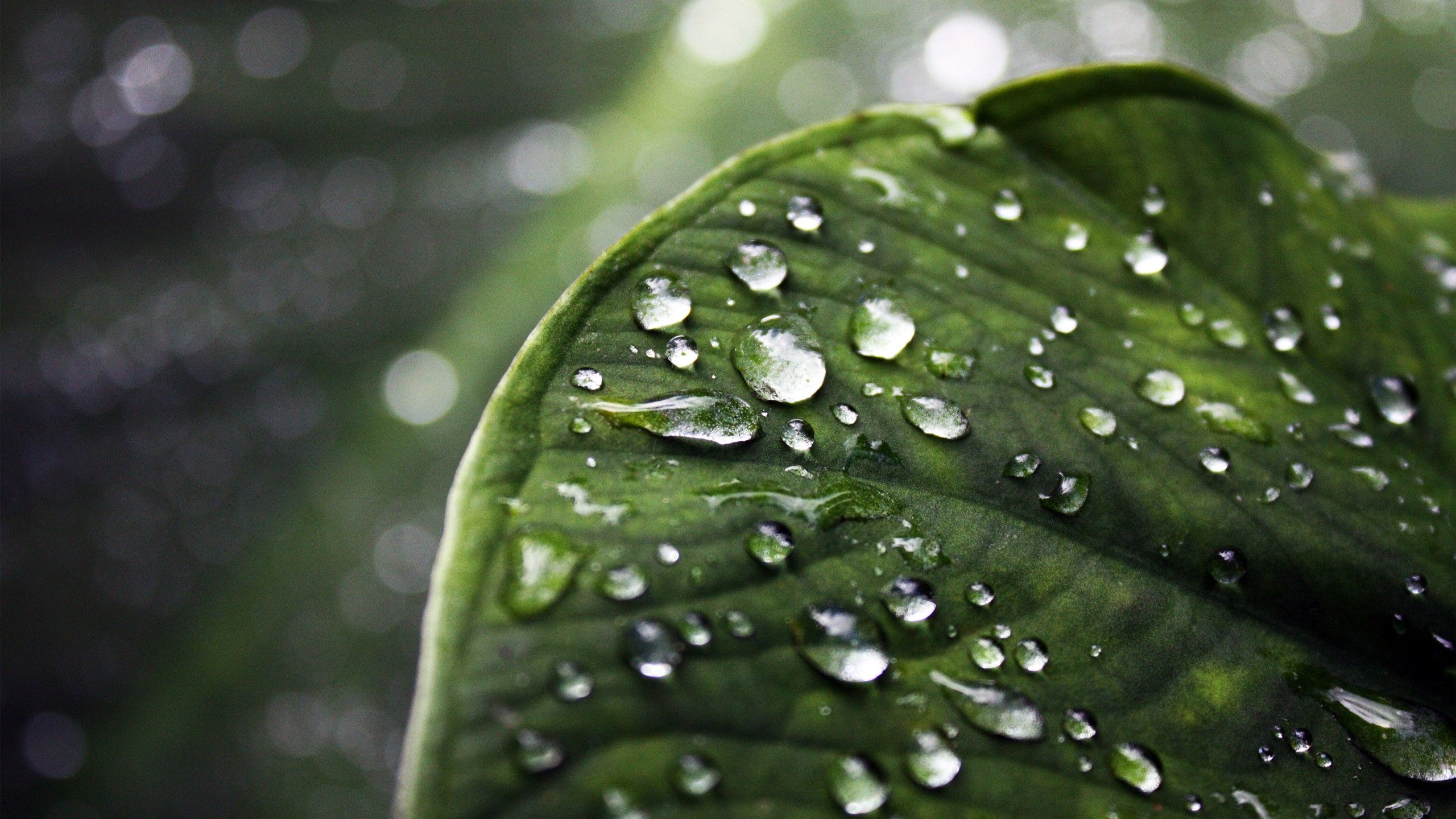 Foglia verde con gocce d'acqua, 2560x1440 2K, Desktop
