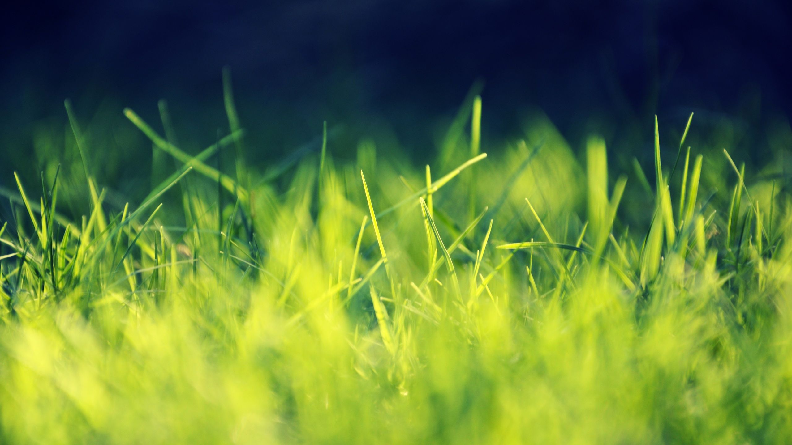 Erba verde ravvicinata, 2560x1440 1440p, Desktop
