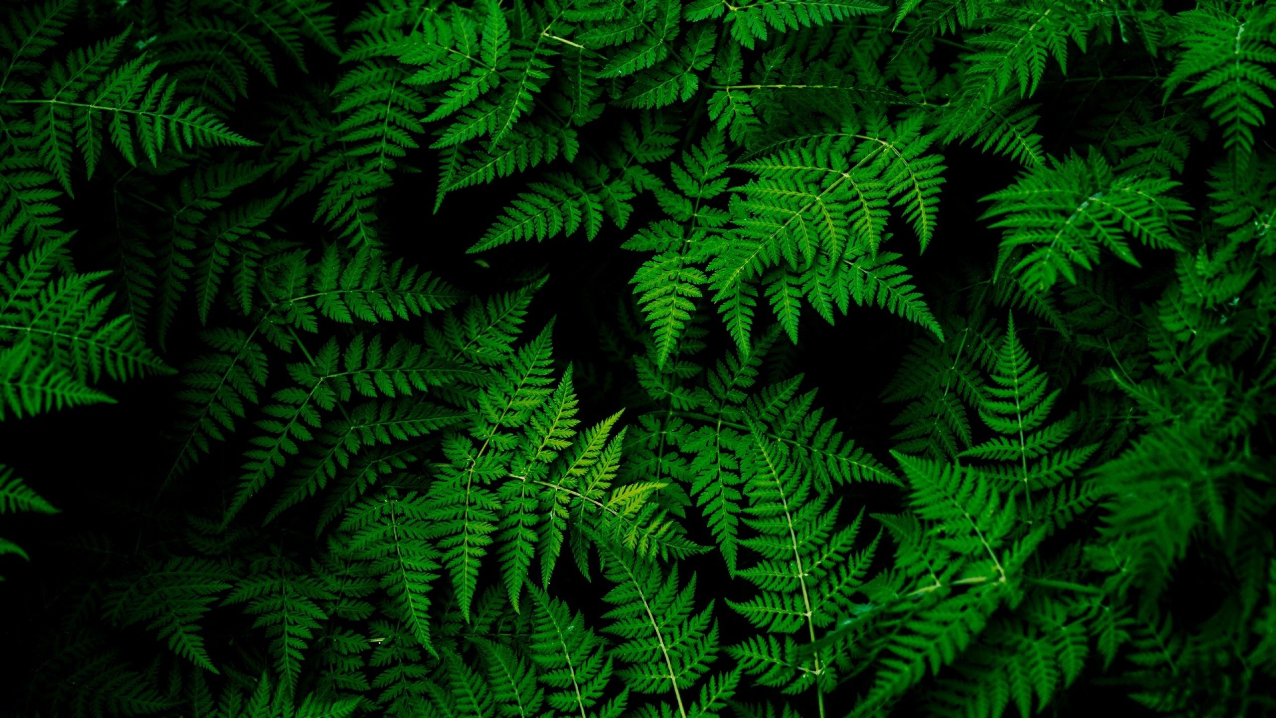 Foglie di felce verdi, 2560x1440 2K QHD, PC