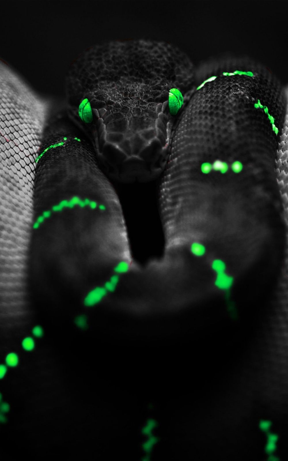 Serpente nero con macchie verdi, 1000x1600 Verticale, Mobile
