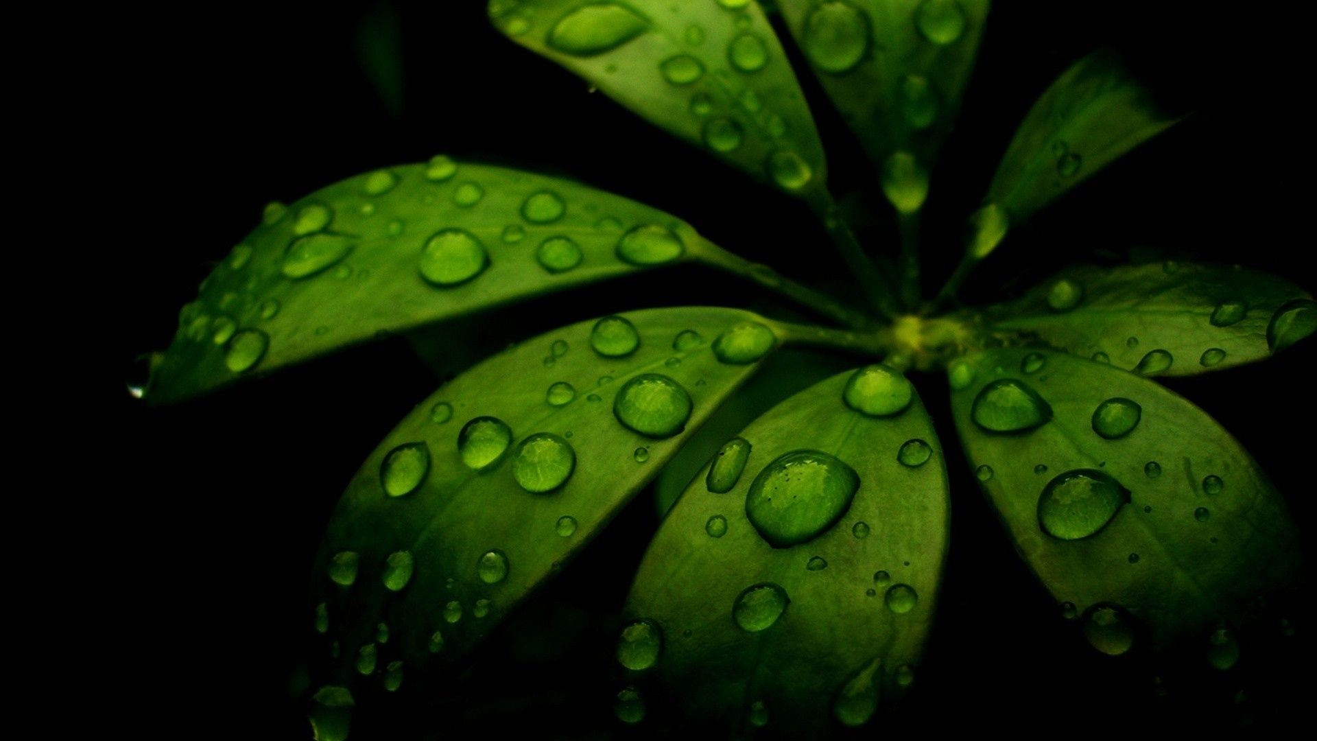 Foglia verde con gocce d'acqua, 1920x1080 Full HD, Laptop