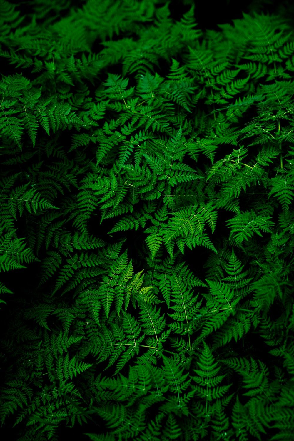 Foglie di felce verde, 1000x1499 Full HD Verticale, iPhone