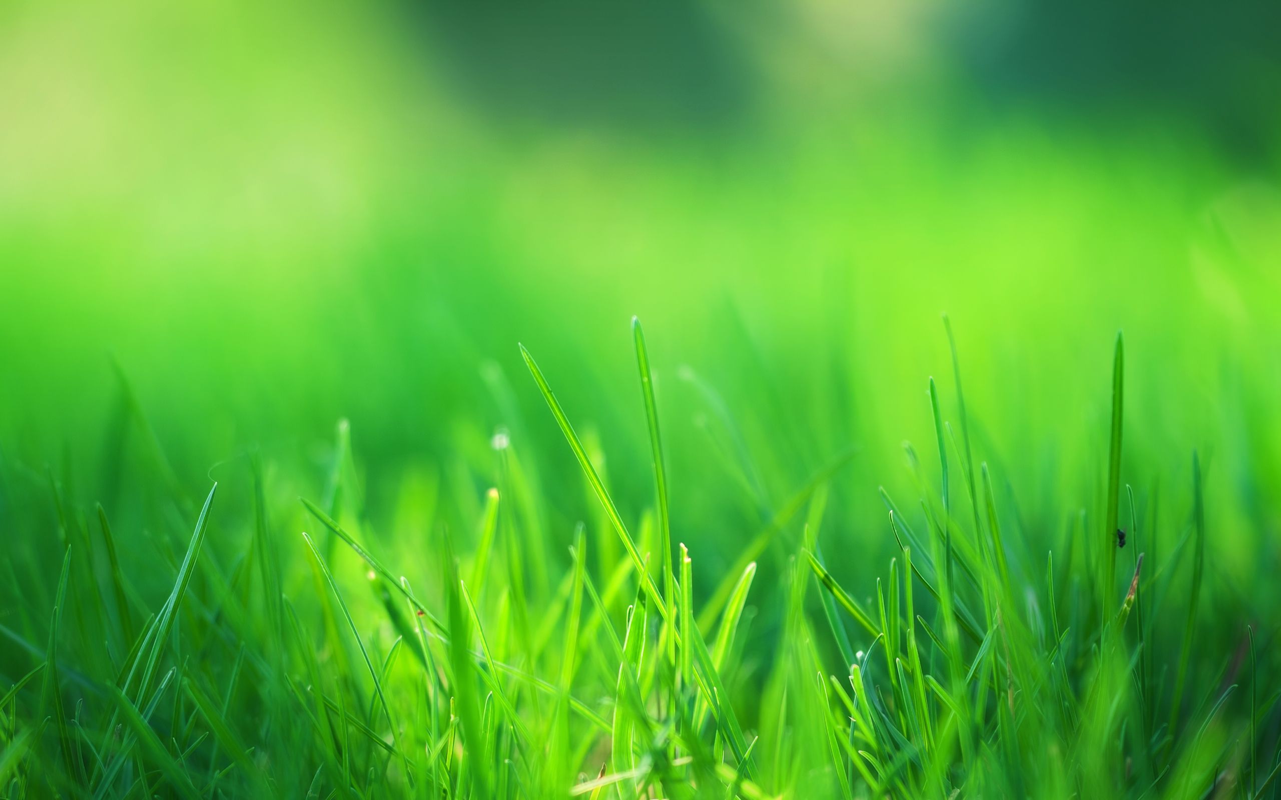 Campo d'erba verde, 2560x1600 WQXGA, PC