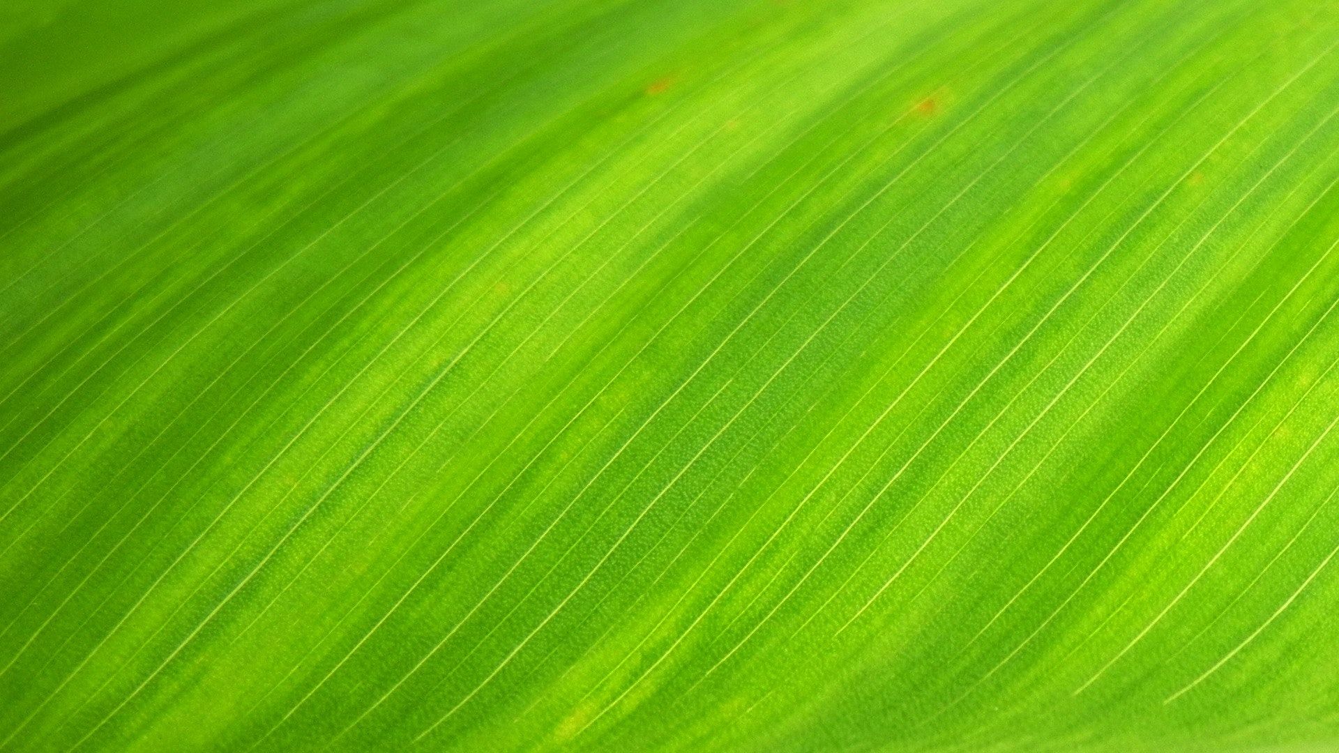 Foglia verde macro texture, 1920x1080 Full HD 1080p, Laptop