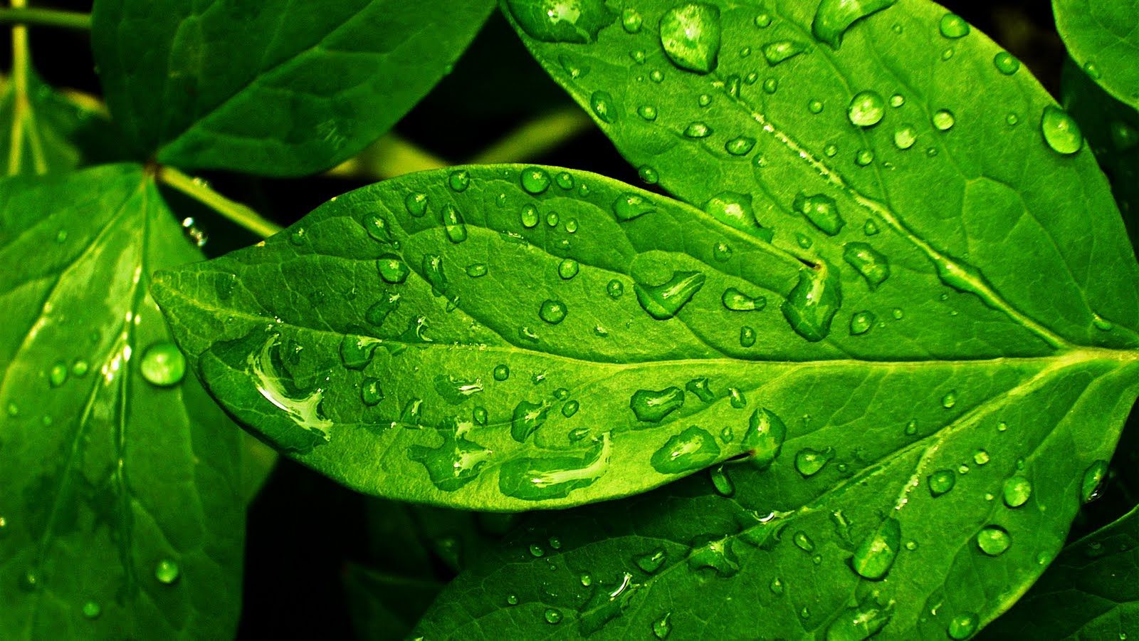 Foglie verdi con gocce d'acqua, 1600x900 900p, PC