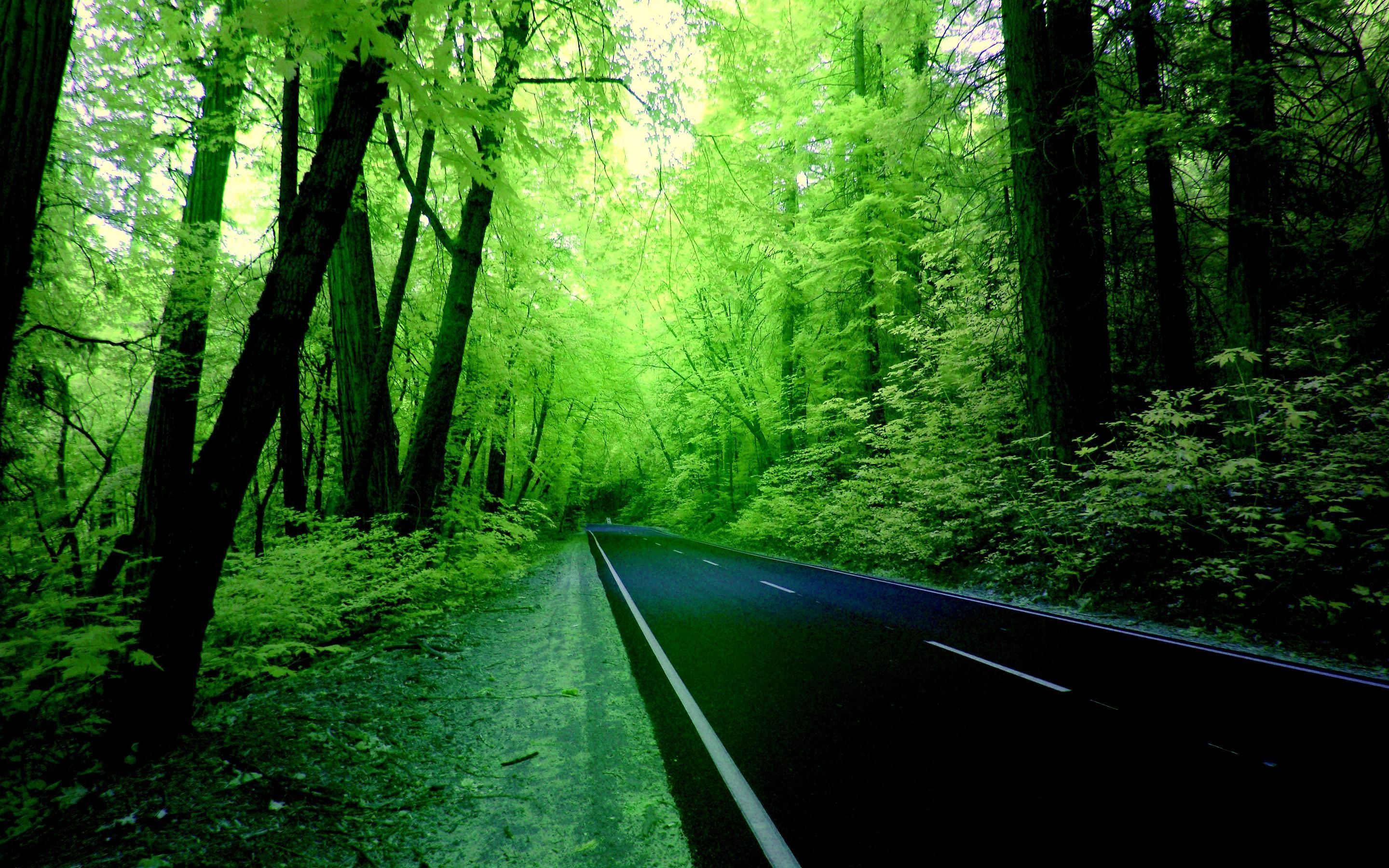Strada nella foresta verde, 2880x1800 2K+, MacBook Pro