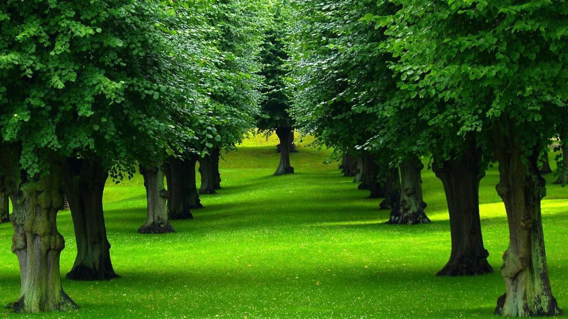 Viale alberato verde, 1920x1080 Full HD 1080p, Desktop