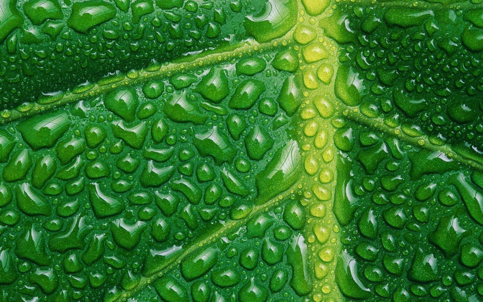 Foglia verde con gocce d'acqua, 1920x1200 Full HD+, Laptop