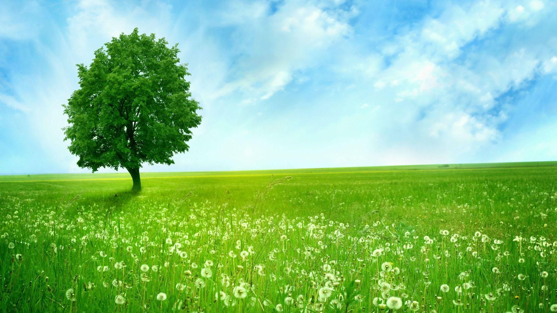 Albero verde in prato fiorito, 1920x1080 Full HD 1080p, PC Desktop