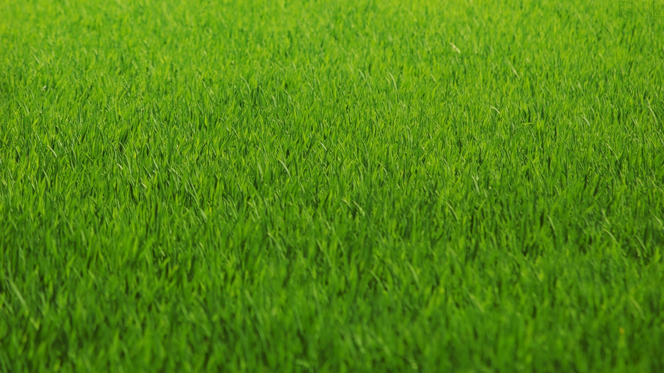 Prato verde erba, 1366x768 HD, Desktop