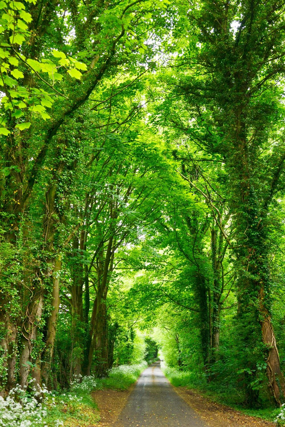 Sentiero tra alberi verdi, 1000x1500 Verticale, Mobile