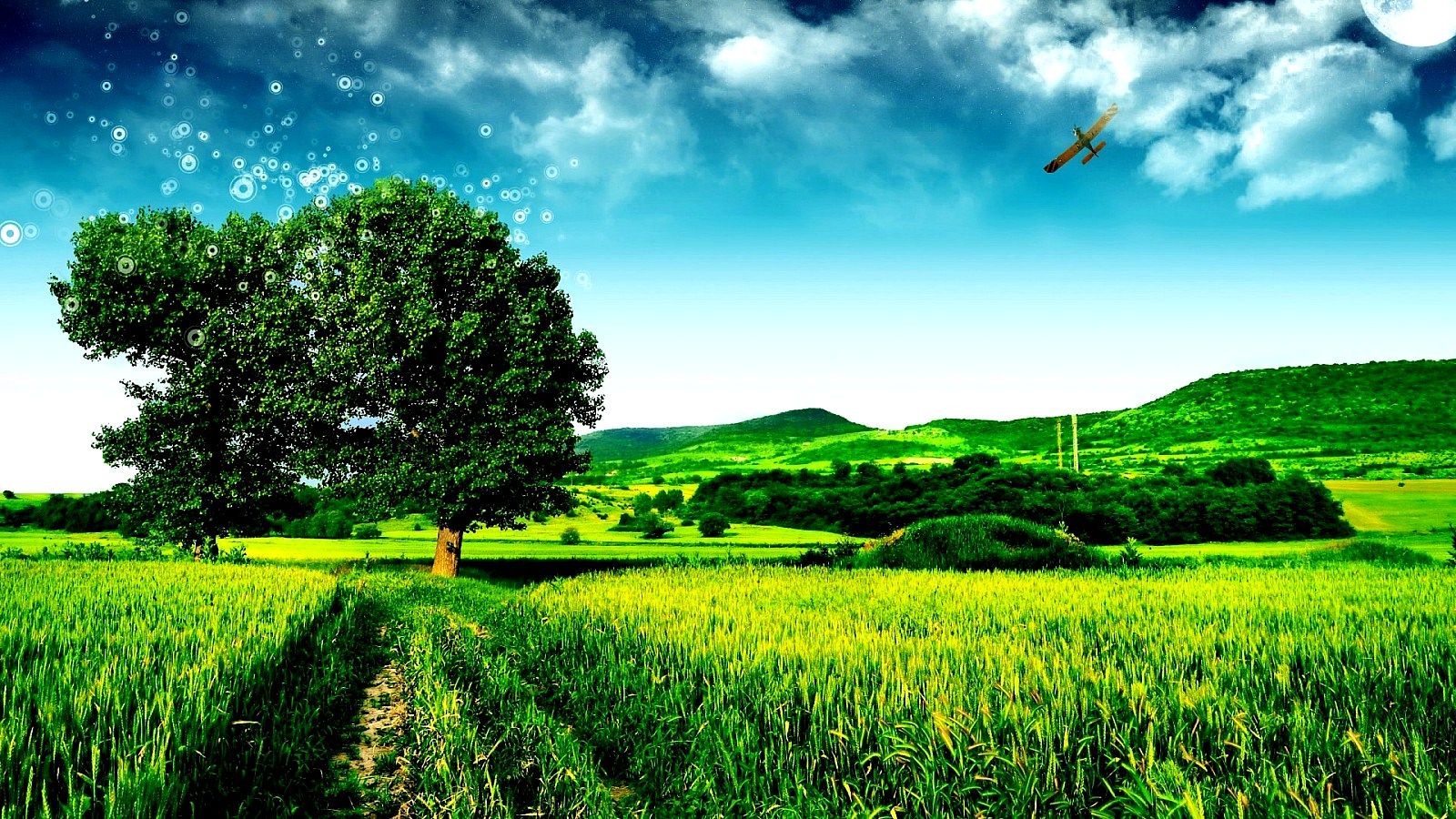Albero verde in campo, 1600x900 HD, iMac