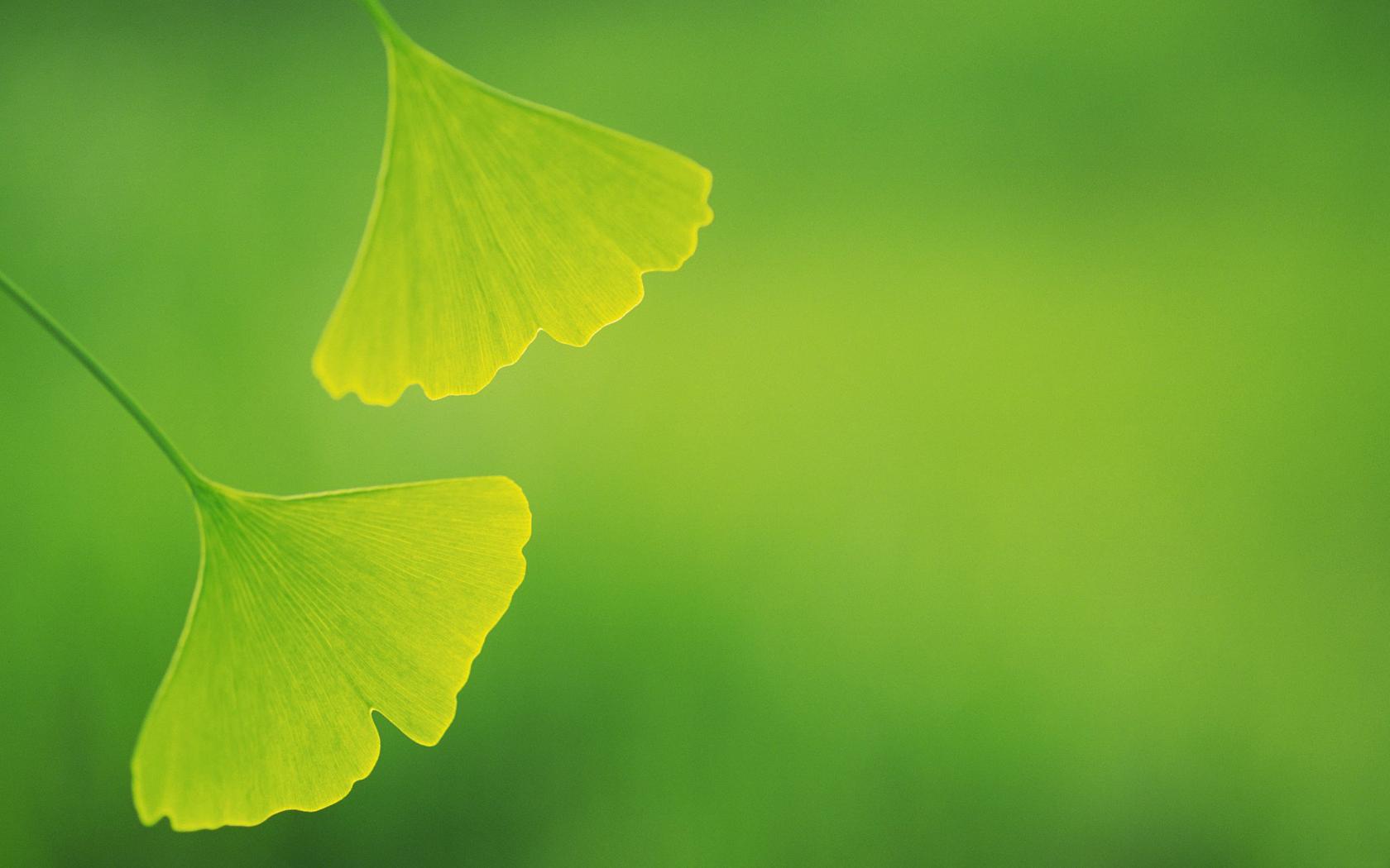 Foglie di ginkgo verdi, 1680x1050 HD Ready, Laptop