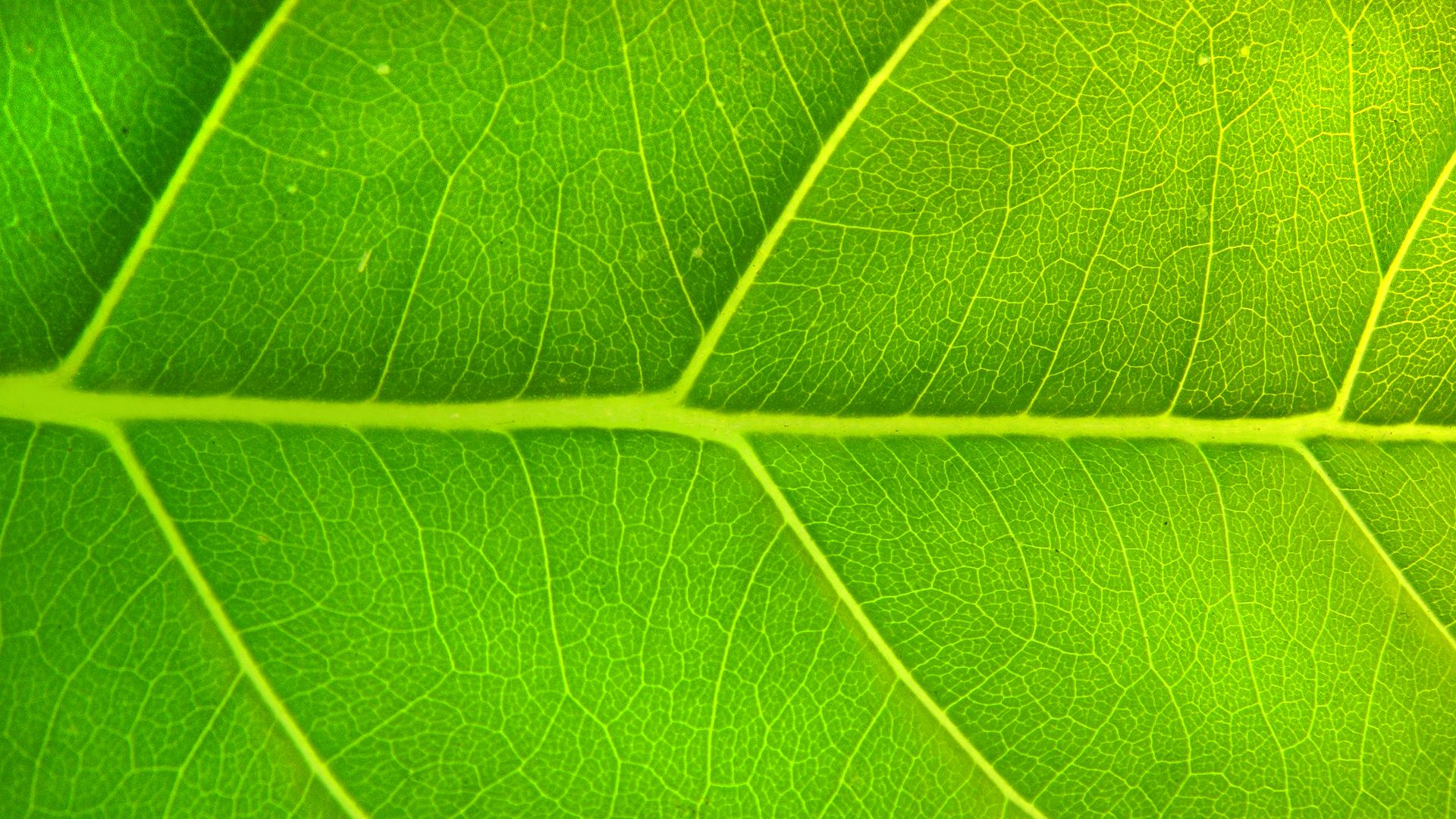 Foglia verde macro venature, 1920x1080 Full HD 1080p, Desktop