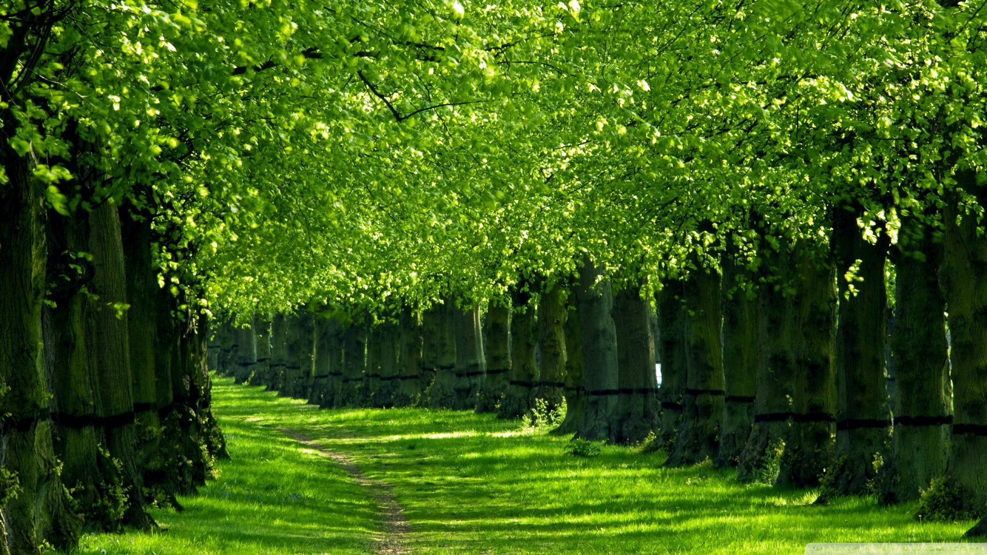 Sentiero tra alberi verdi, 1920x1080 Full HD, PC Desktop