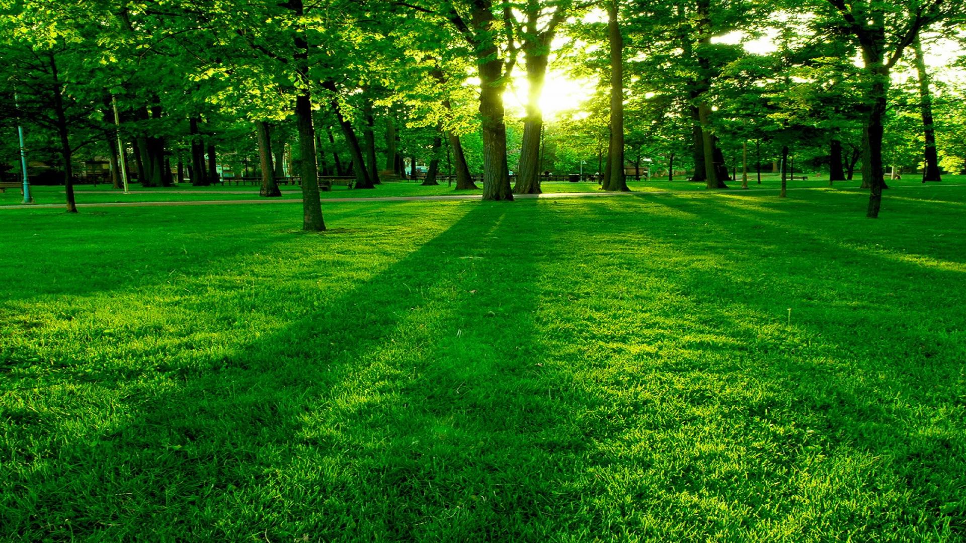 Foresta verde con luce solare, 1920x1080 Full HD 1080p, PC