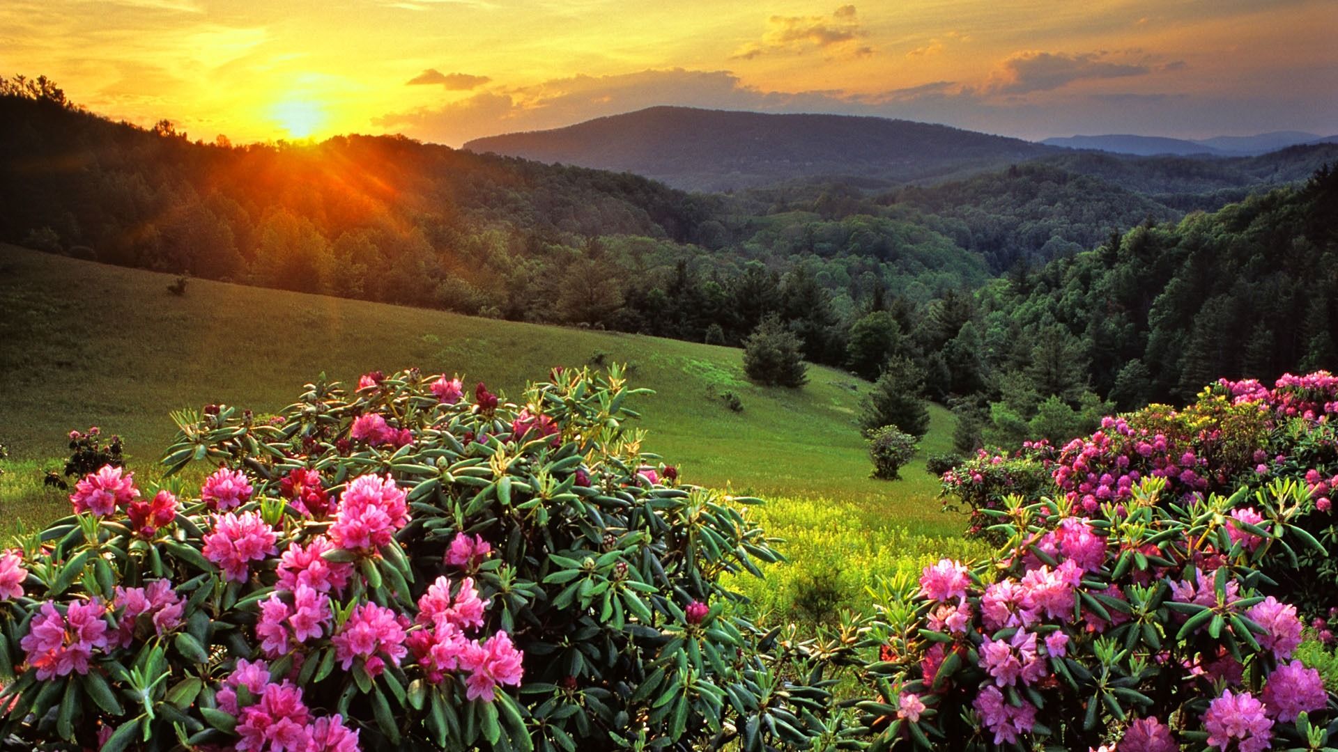 Tramonto su vetta con fiori rosa, 1920x1080 Full HD 1080p, Monitor Gaming