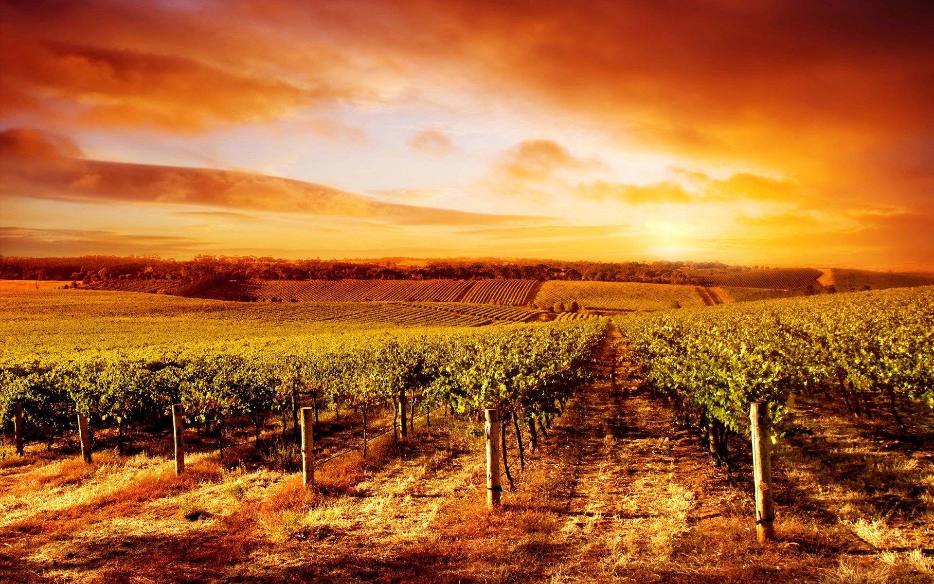 Vigneto al tramonto arancione, 1920x1200 Full HD+ WUXGA, PC Desktop